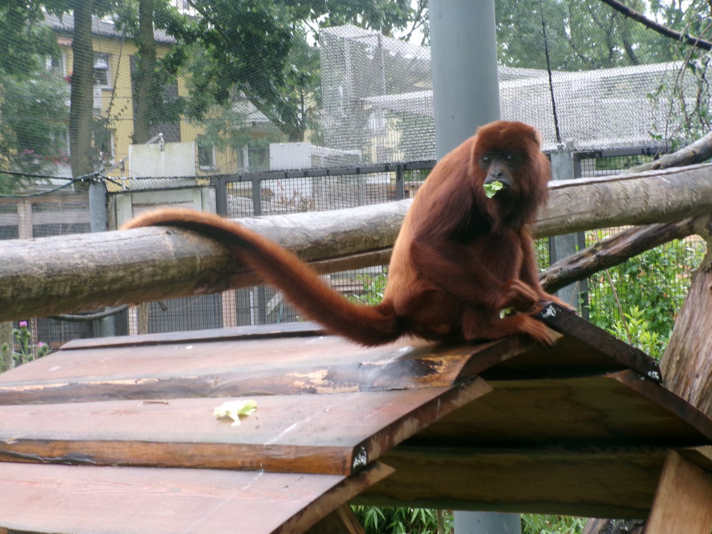 Venezuelan red howler