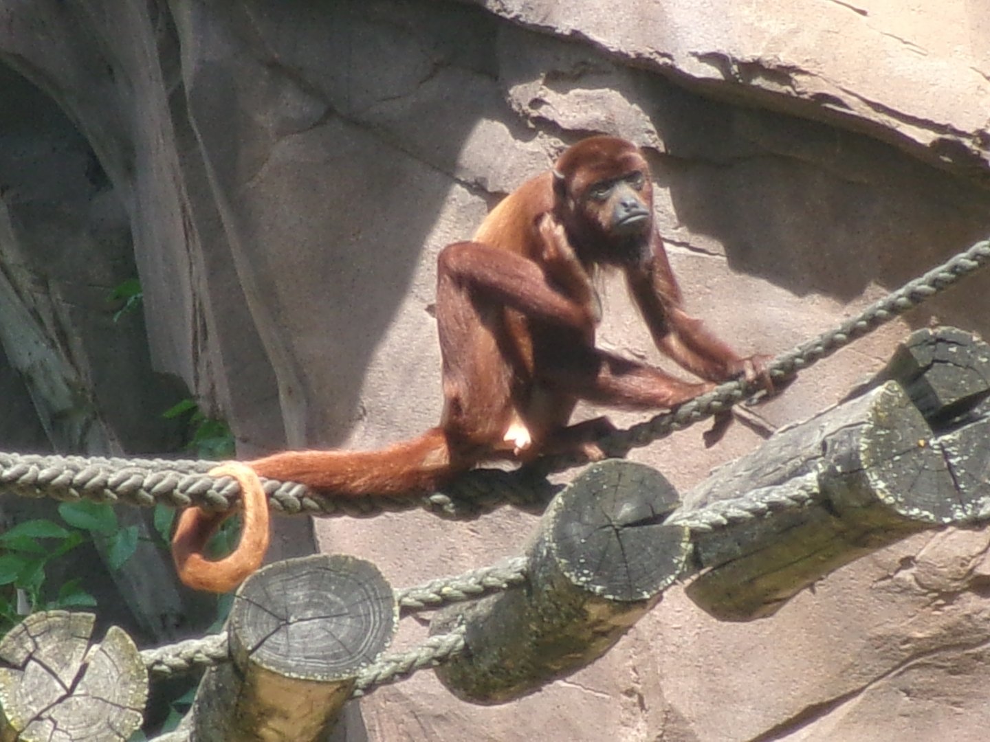 Venezuelan red howler