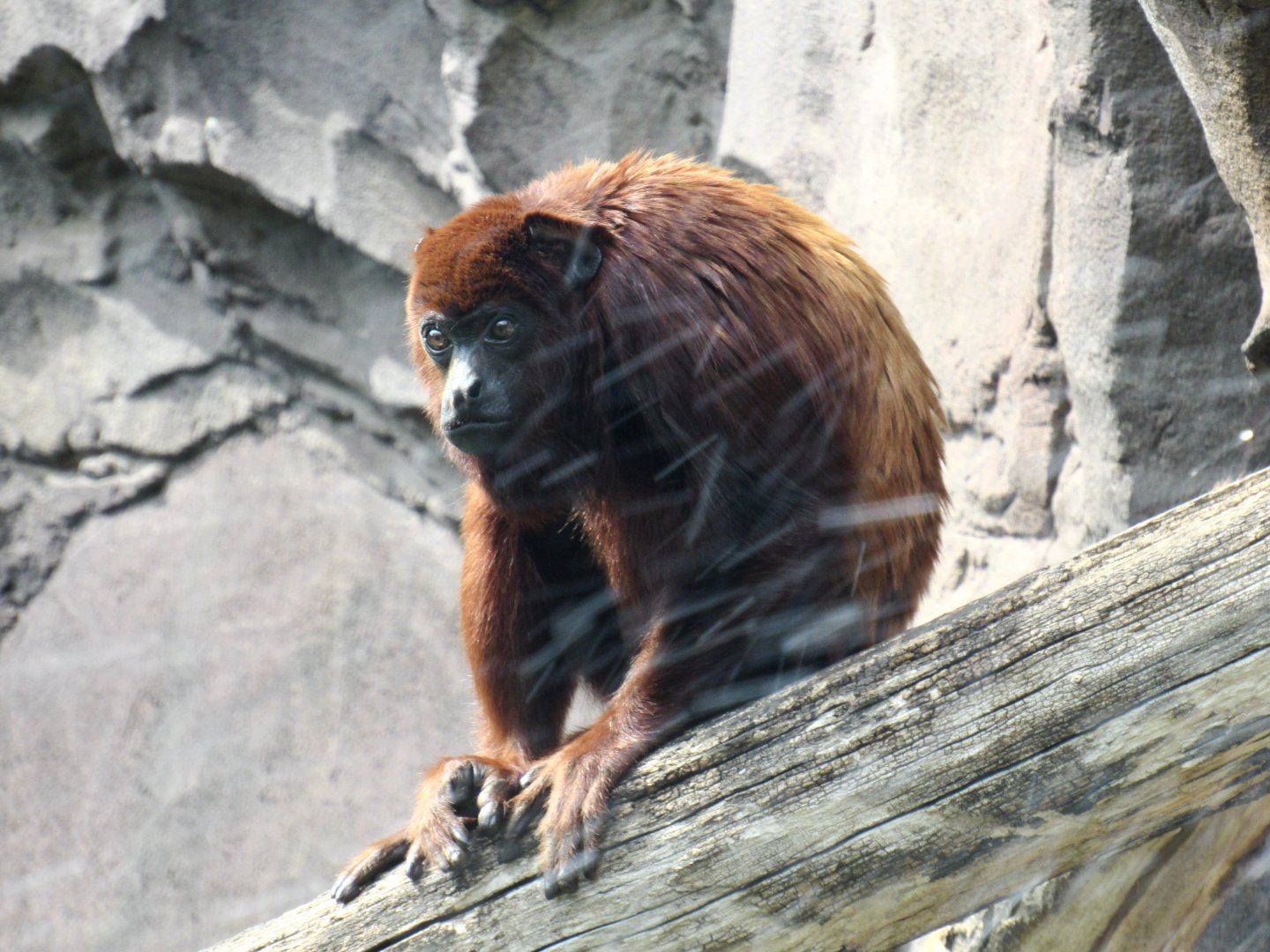 Venezuelan red howler