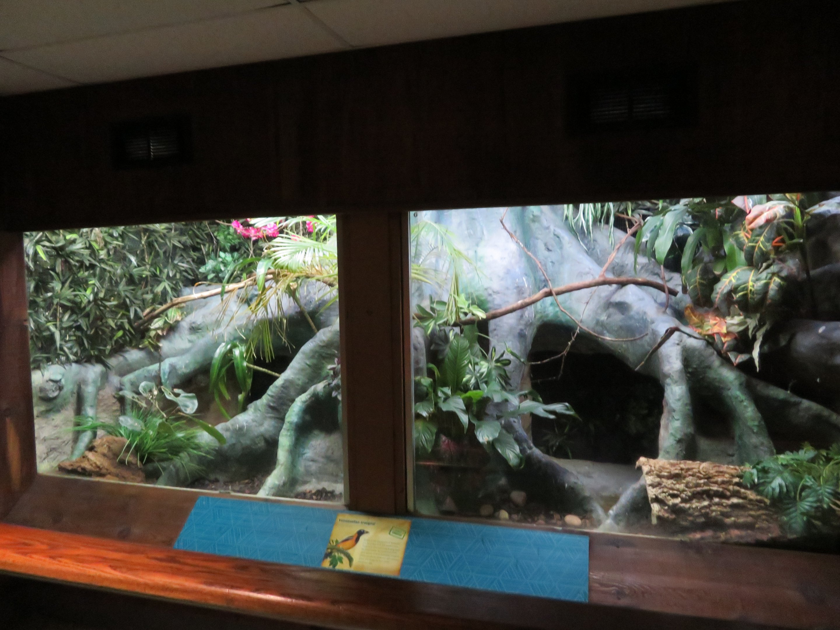 Venezuelan Troupial Exhibit