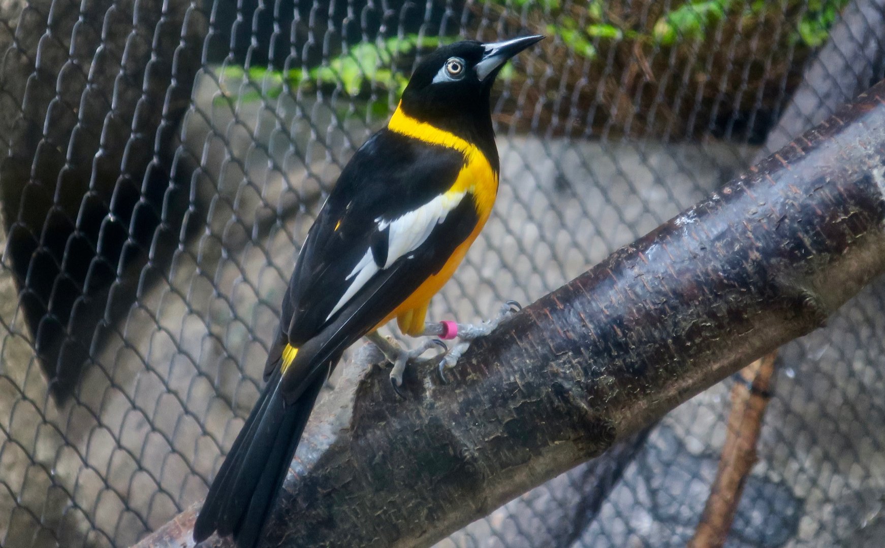 Venezuelan Troupial (Icterus icterus)