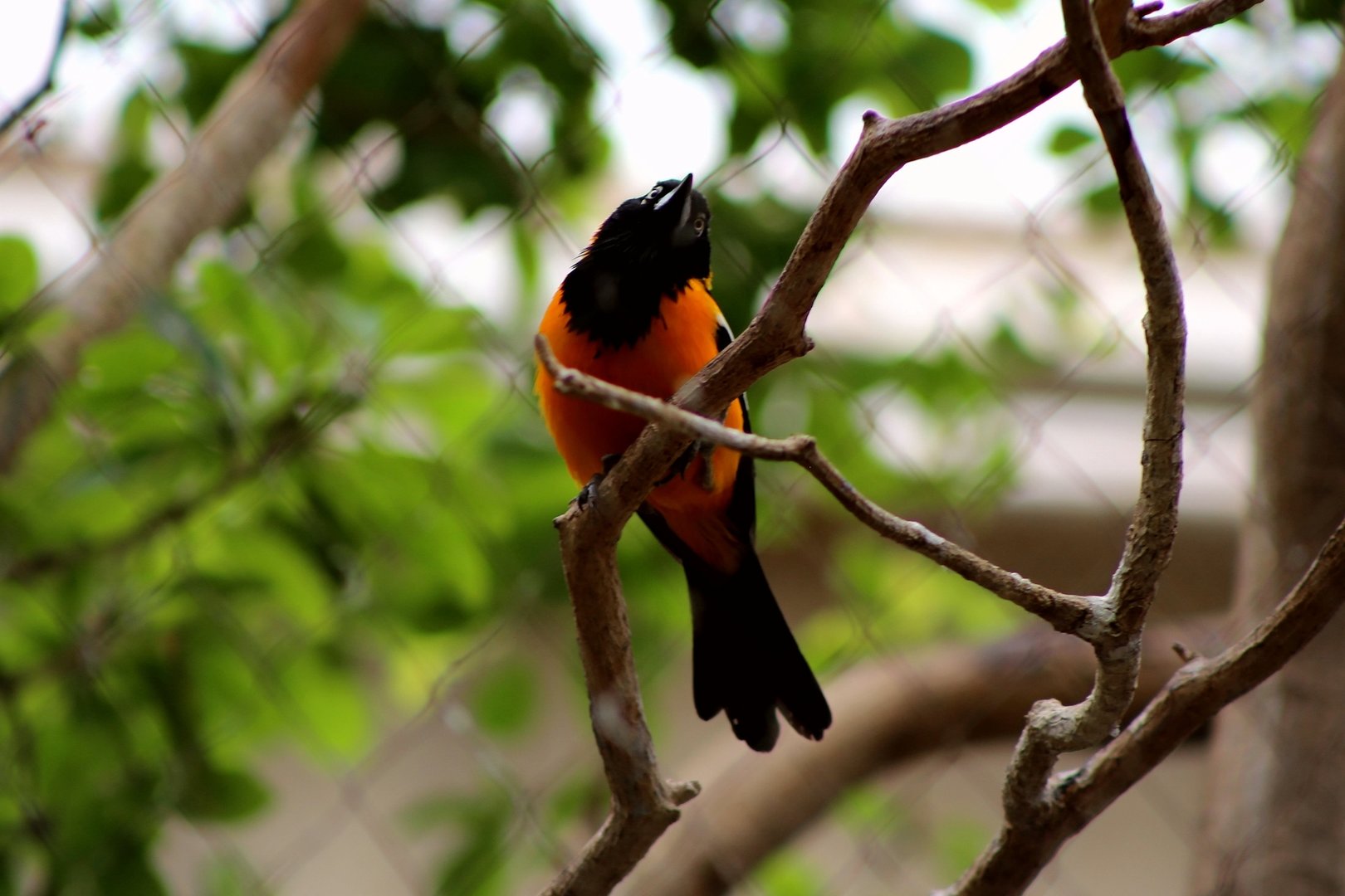 Venezuelan Troupial (Icterus icterus)