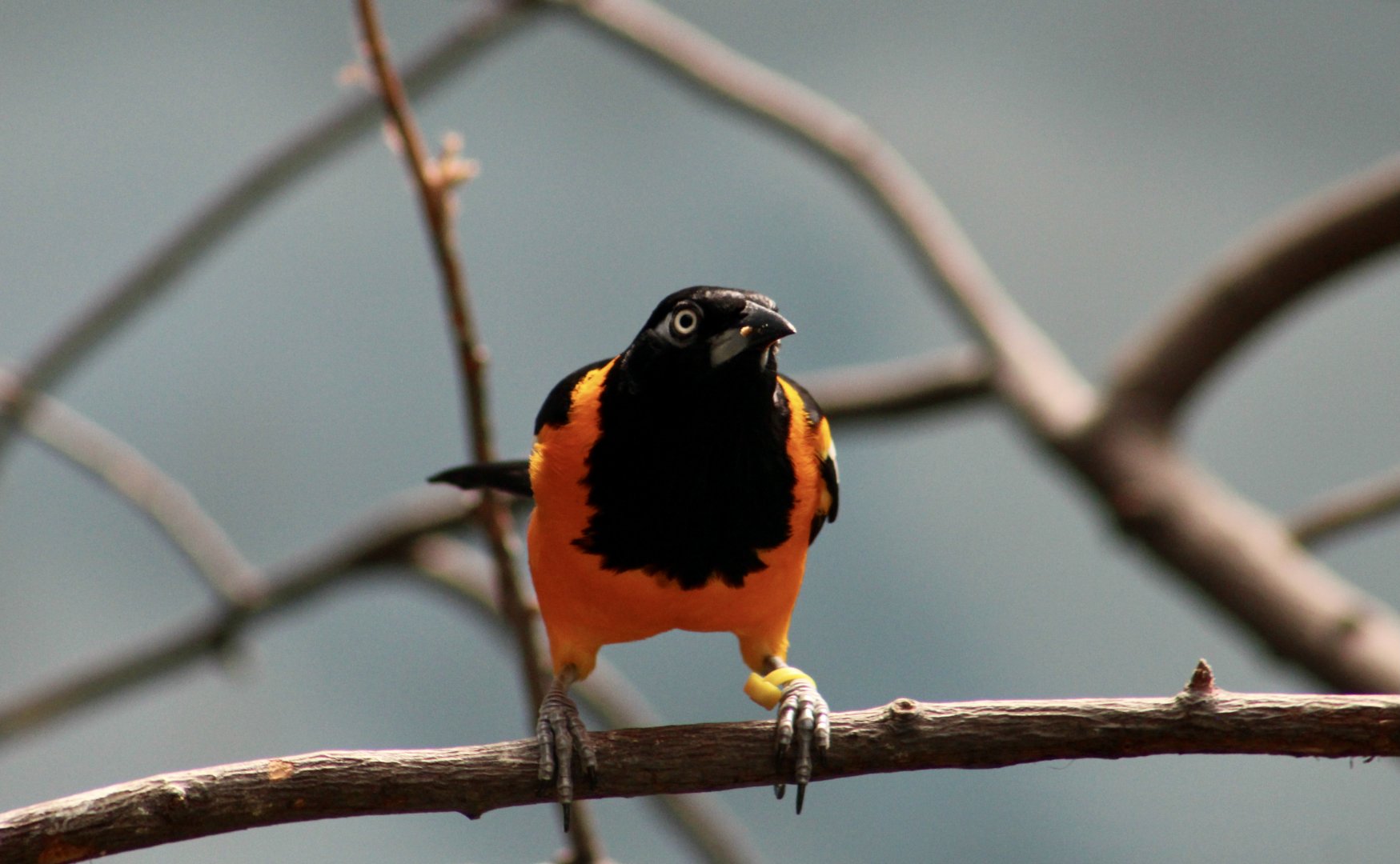 Venezuelan Troupial (Icterus icterus)