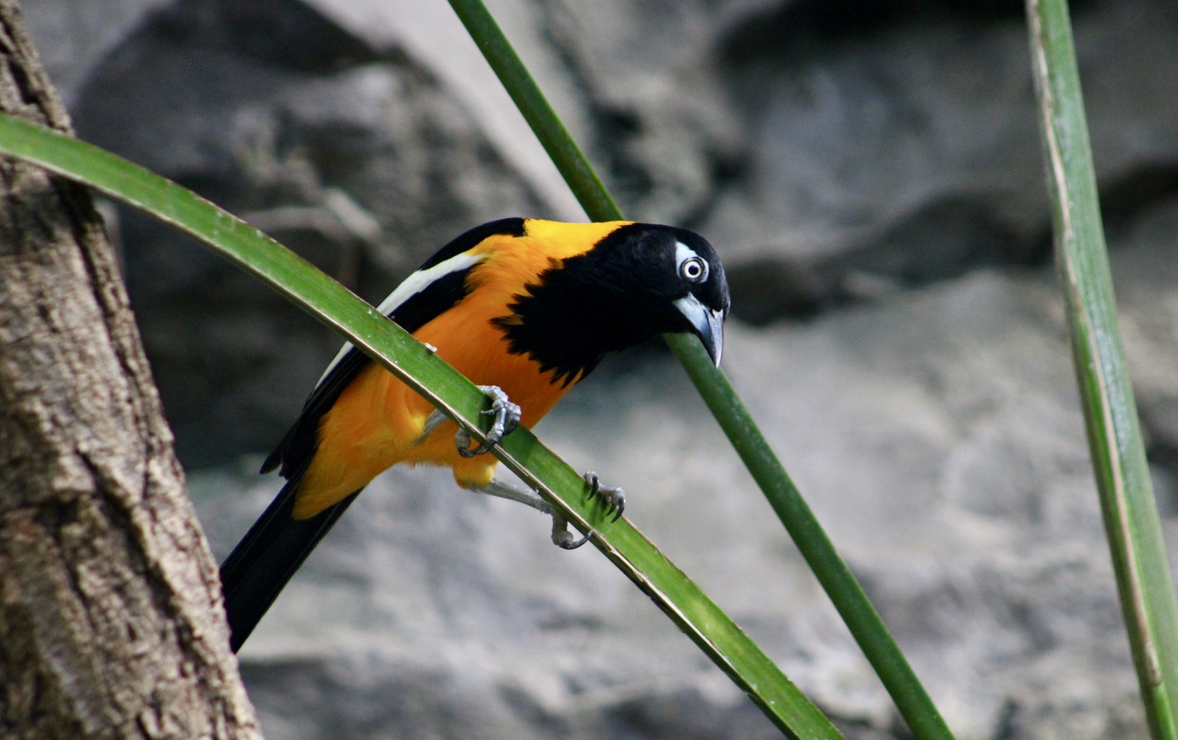 Venezuelan Troupial (Icterus icterus)