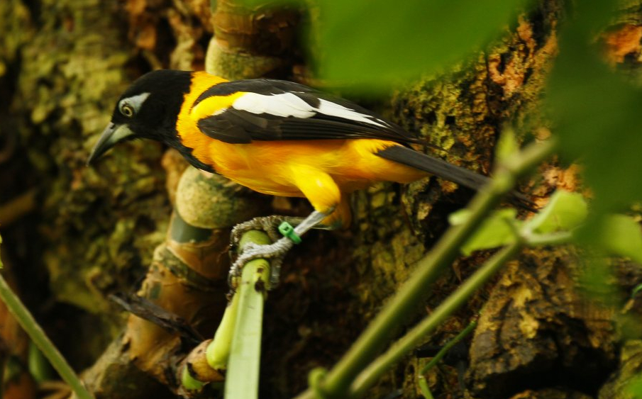 Venezuelan troupial