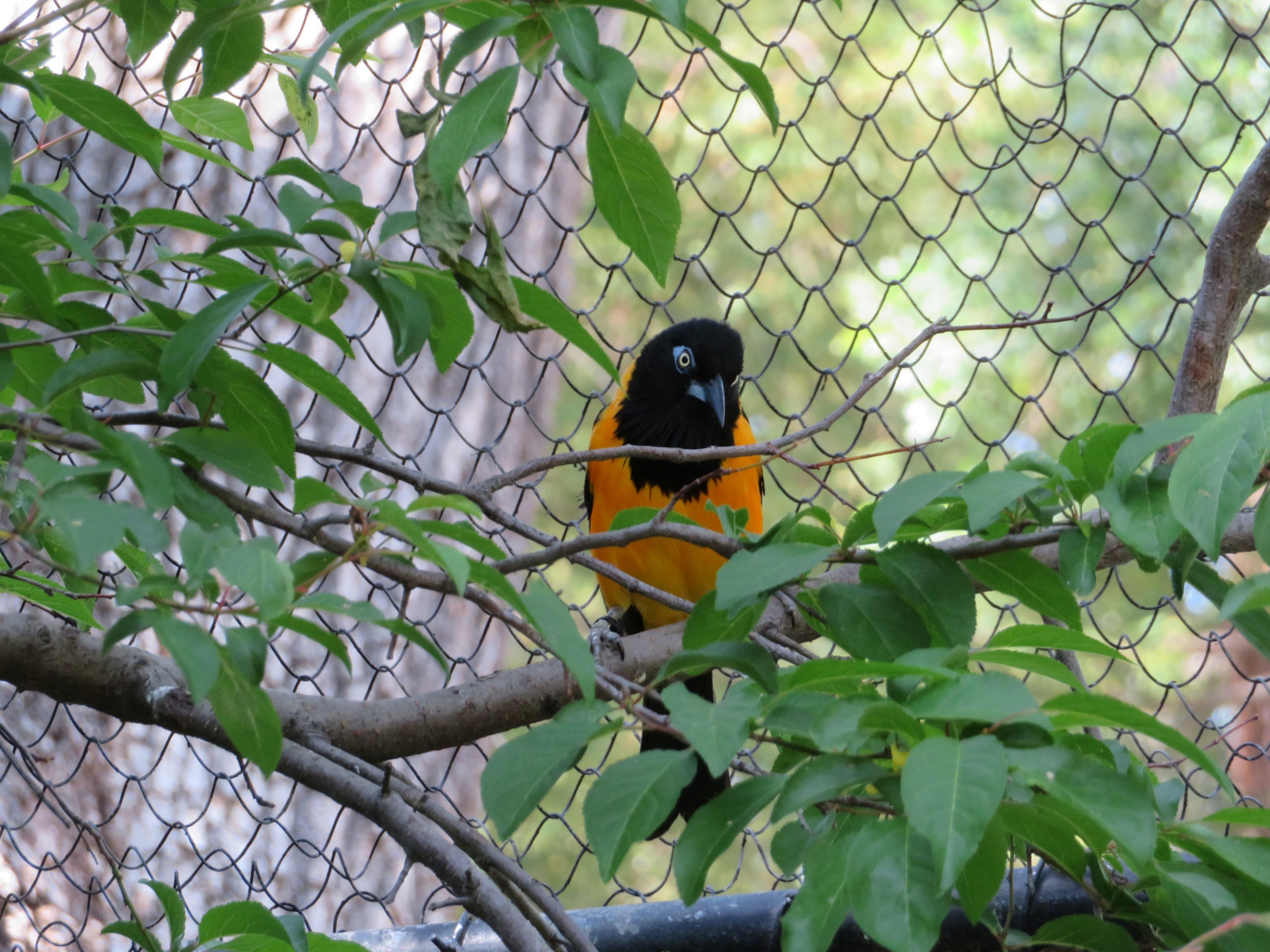 Venezuelan Troupial