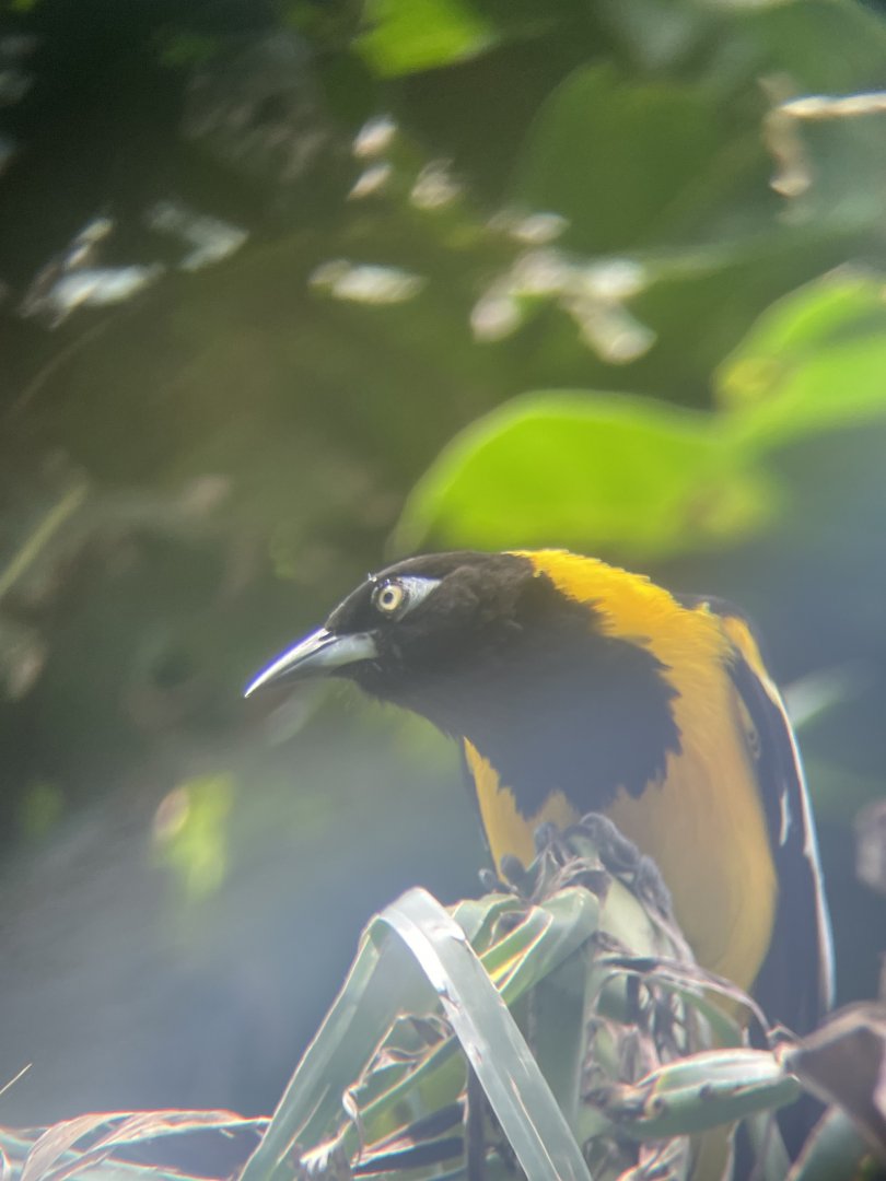 Venezuelan Troupial