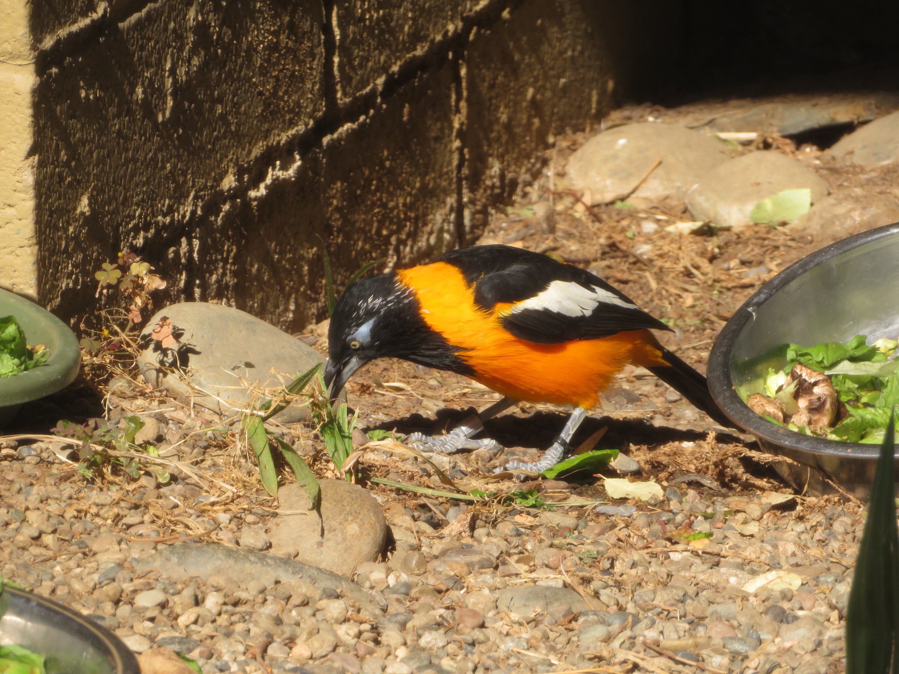 Venezuelan Troupial