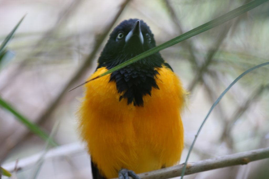 Venezuelan Troupial