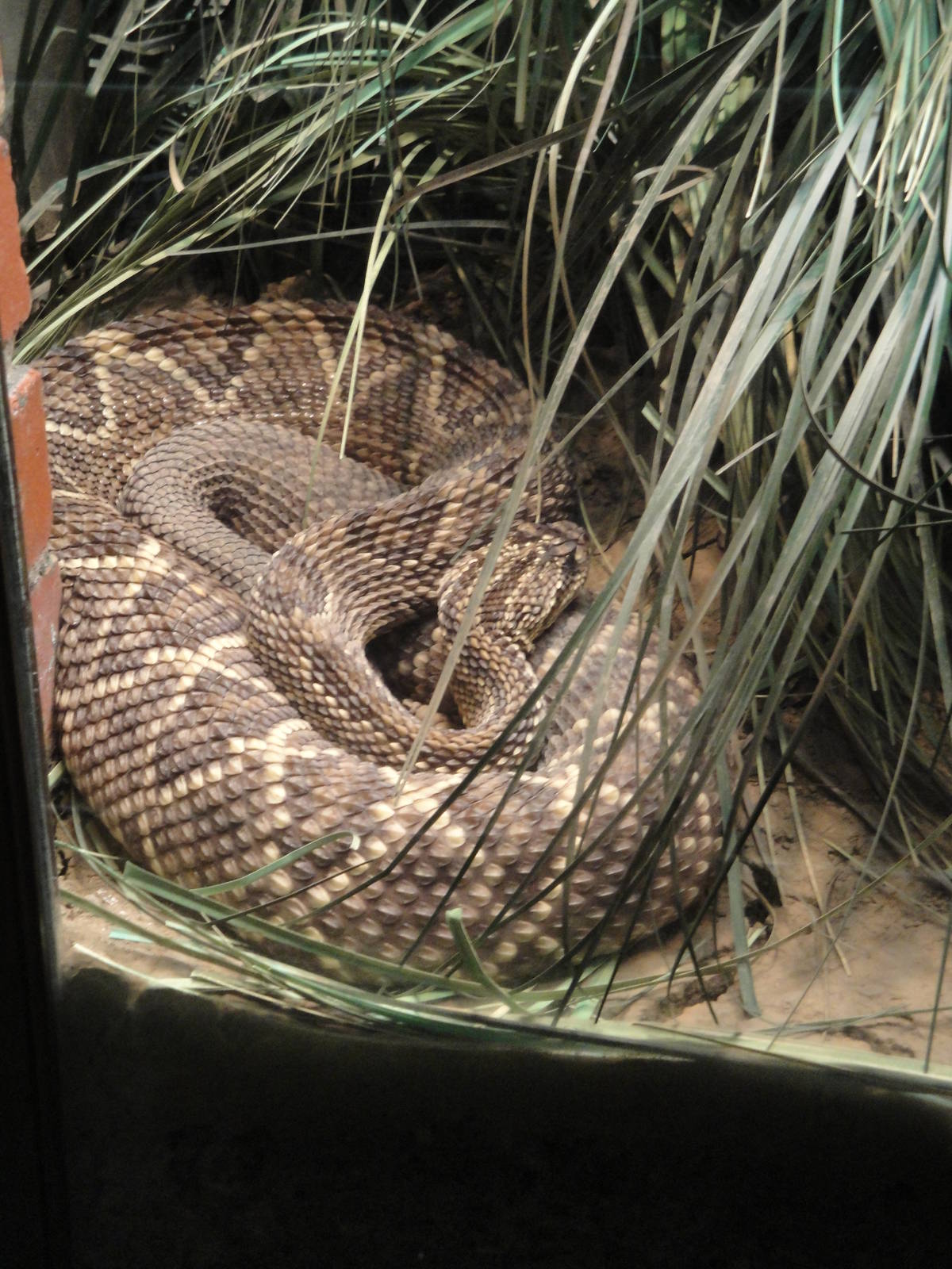 Venezulan Rattlesnake