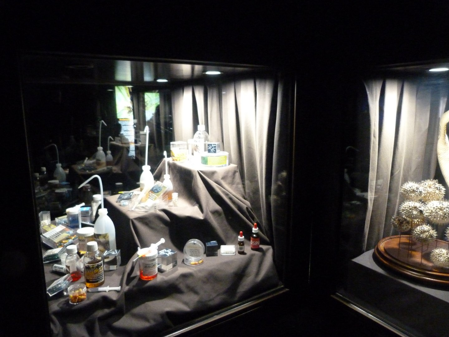 Venom display -Faunia (2025)