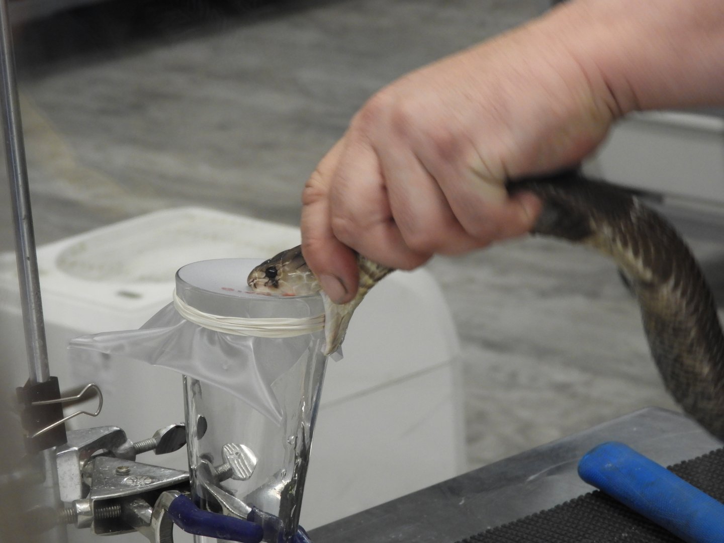 Venom extraction process