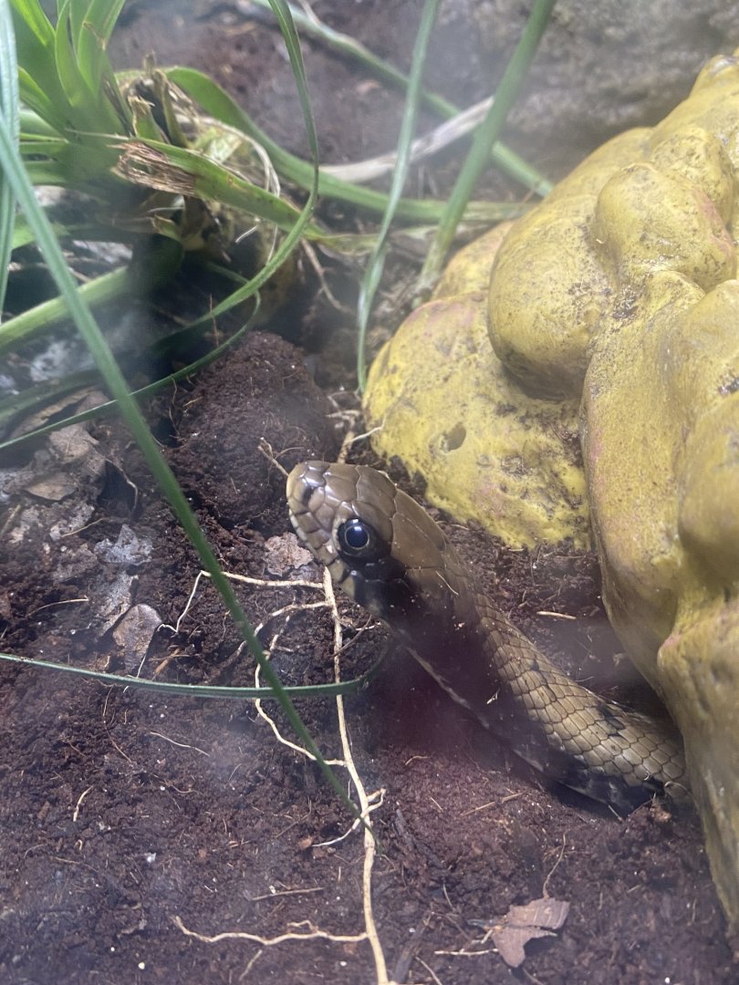 Venom - False water cobra exhibit 251123