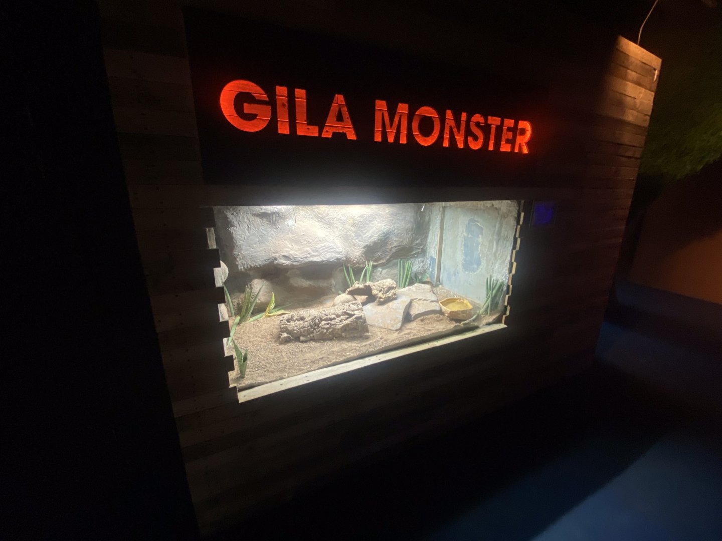 Venom - Gila monster exhibit 251123