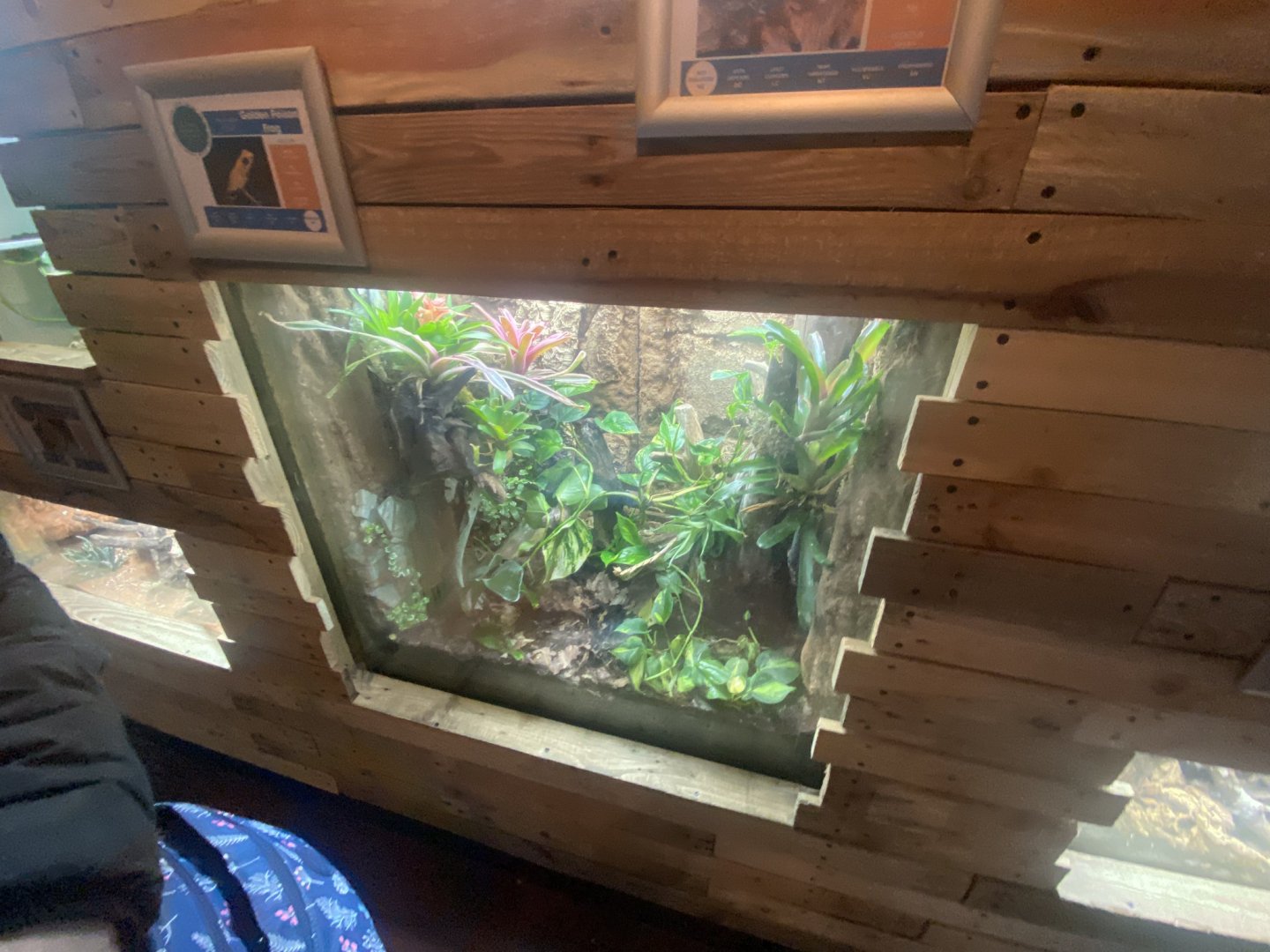 Venom - Golden poison frog exhibit 251123