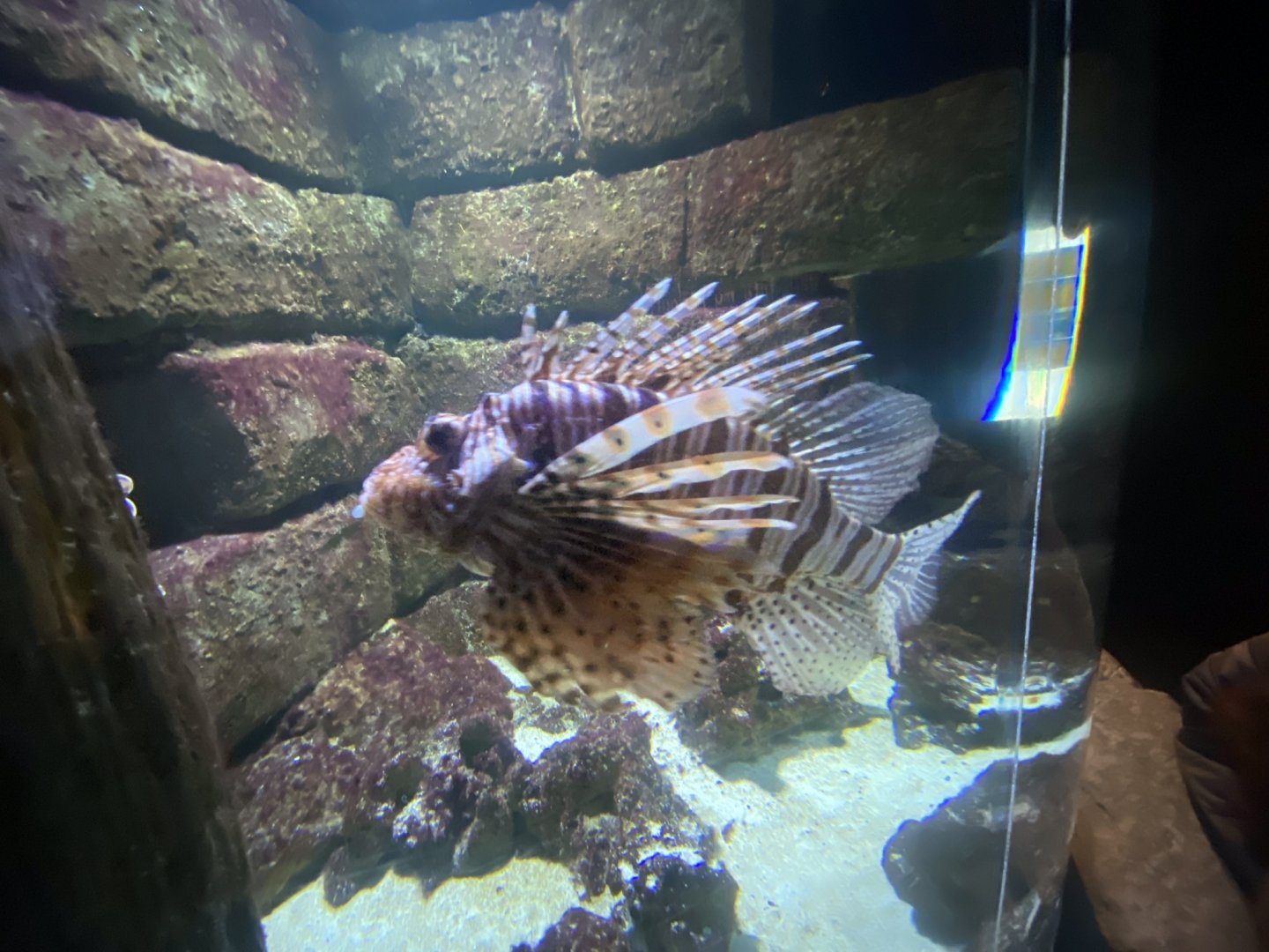 Venom - Lionfish 251123