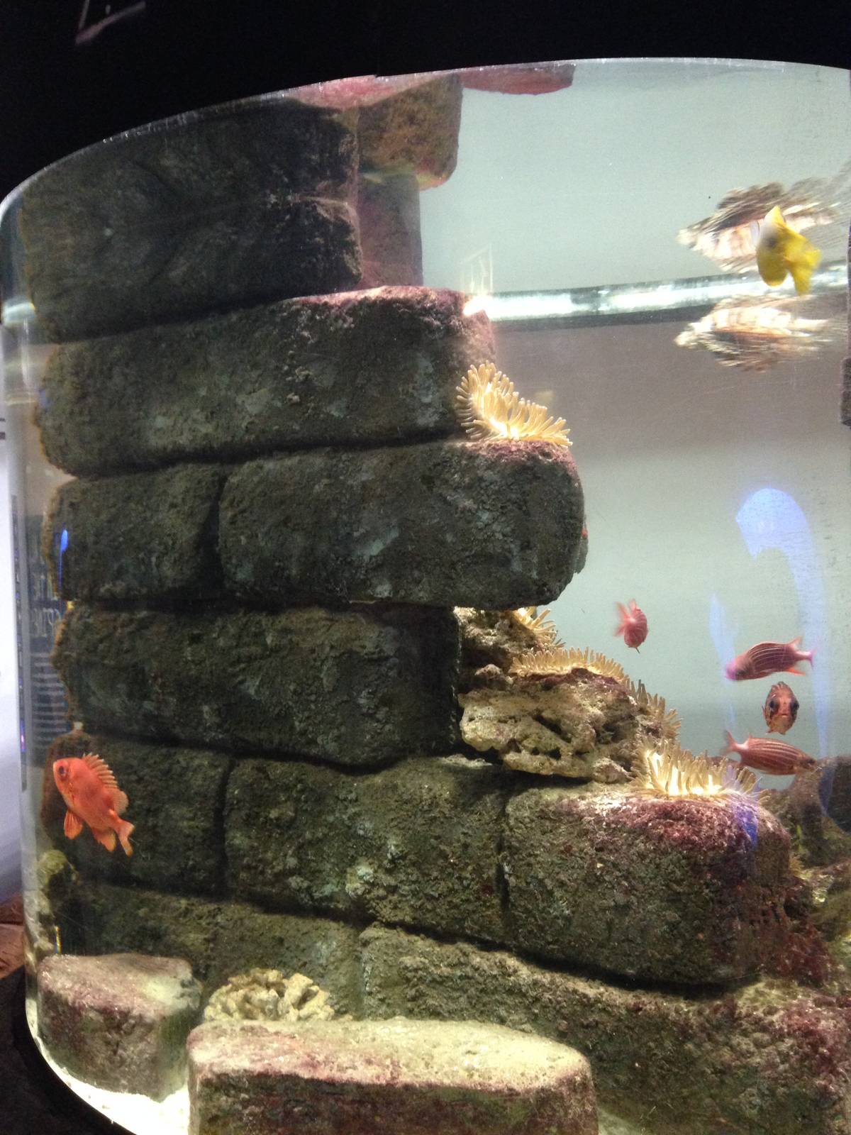 Venom Tank at Blue Planet Aquarium - 05/10/2013