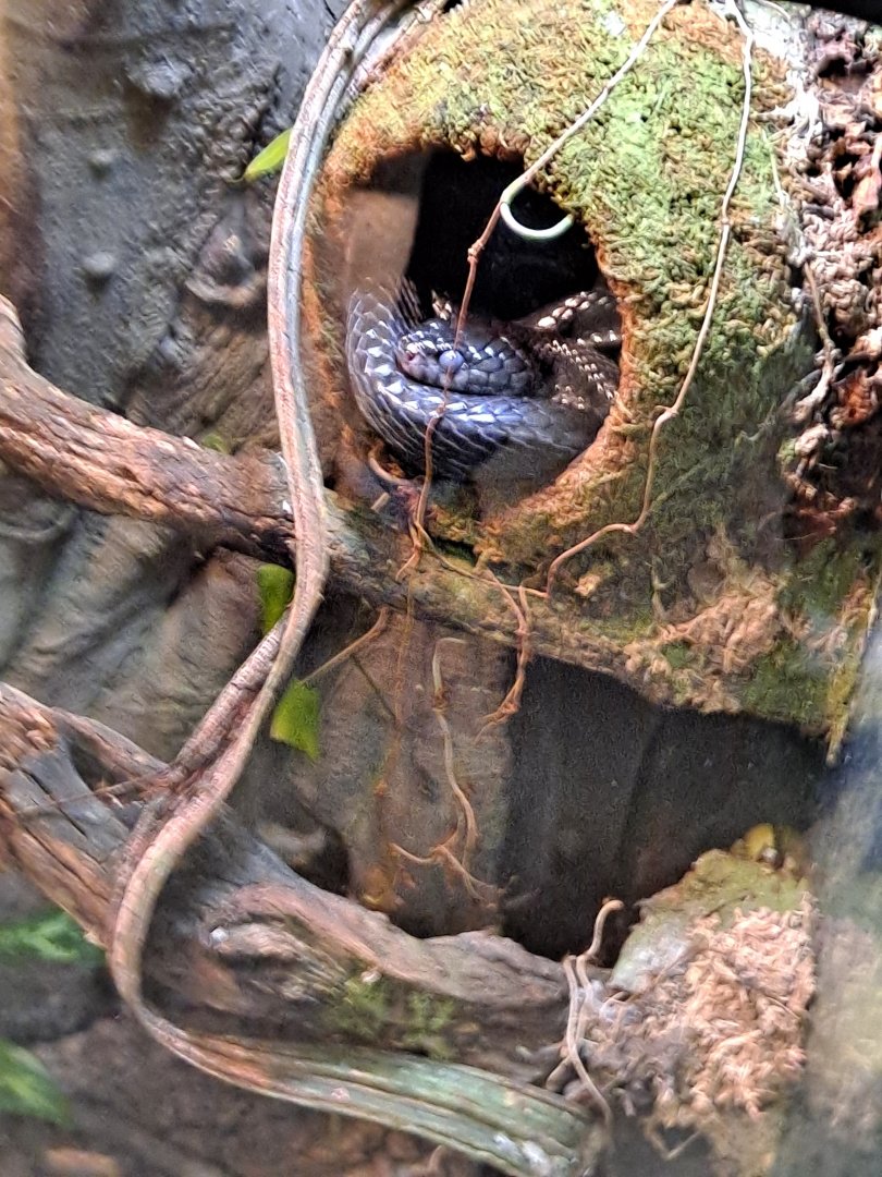 Venom the Mangrove Snake (11/14/24)