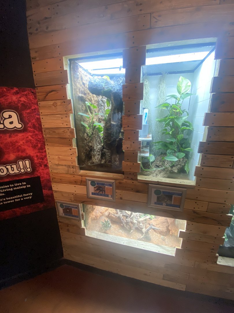 Venom - various invertebrate exhibits 251123