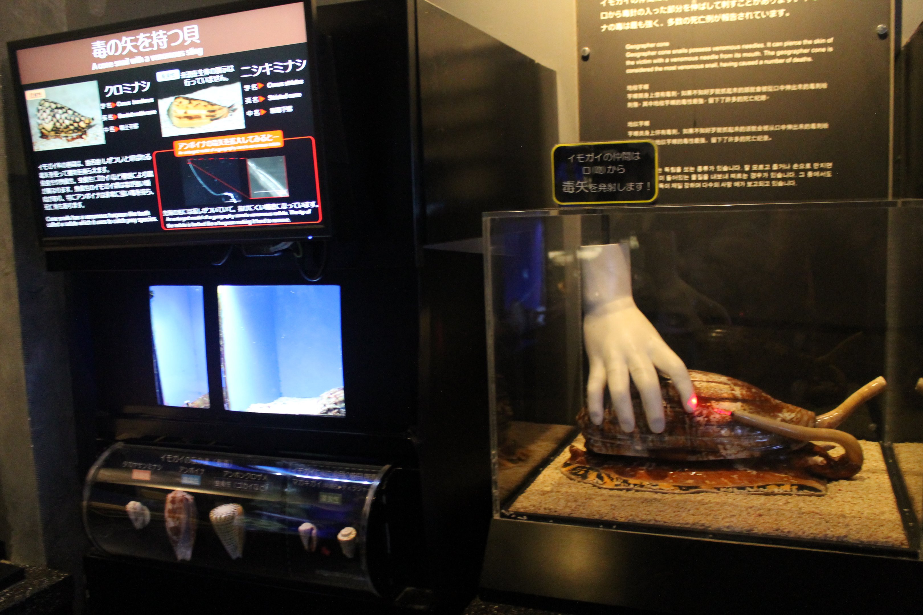 Venomous Creatures display - Cone Shells