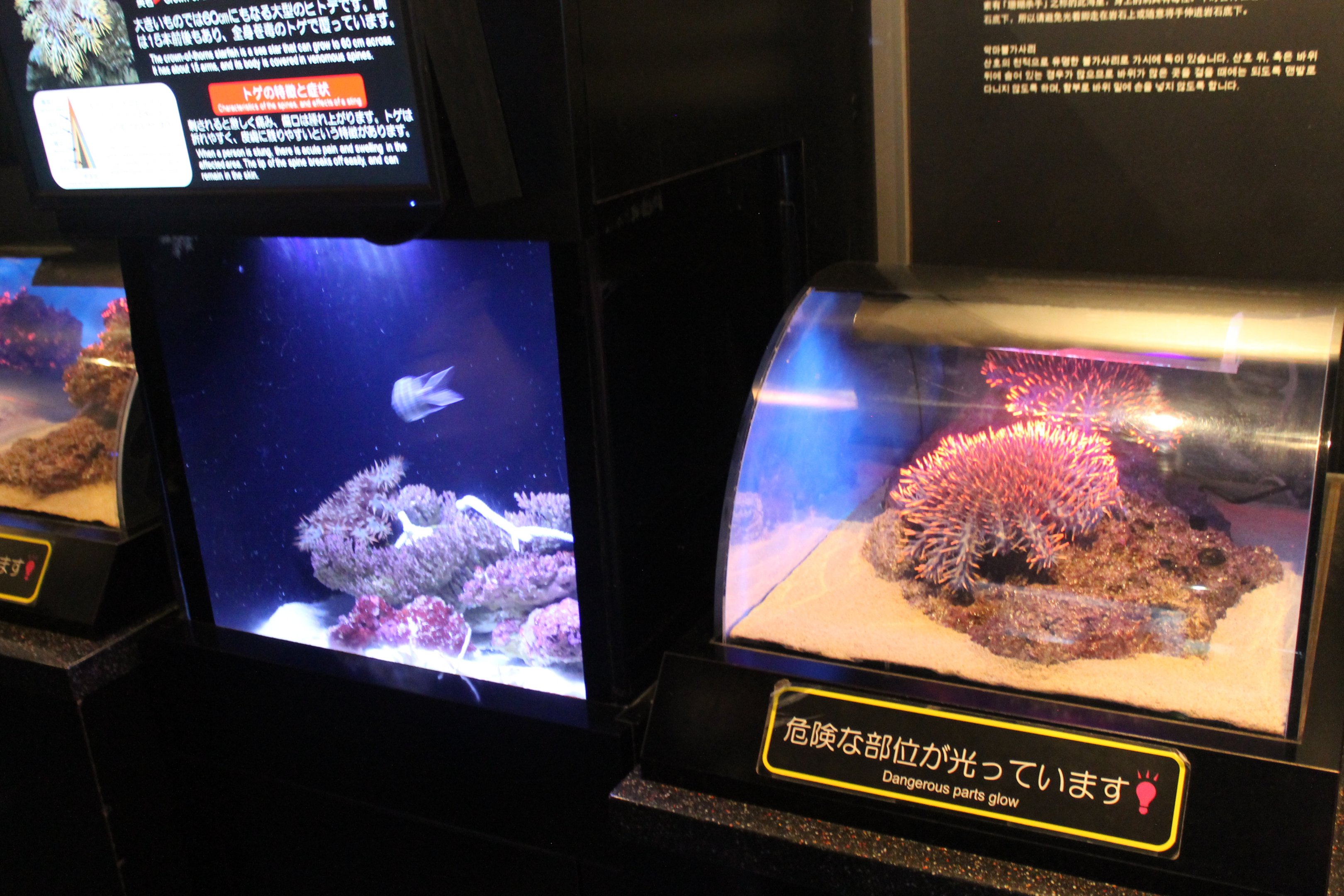 Venomous Creatures display - Crown of Thorns Starfish