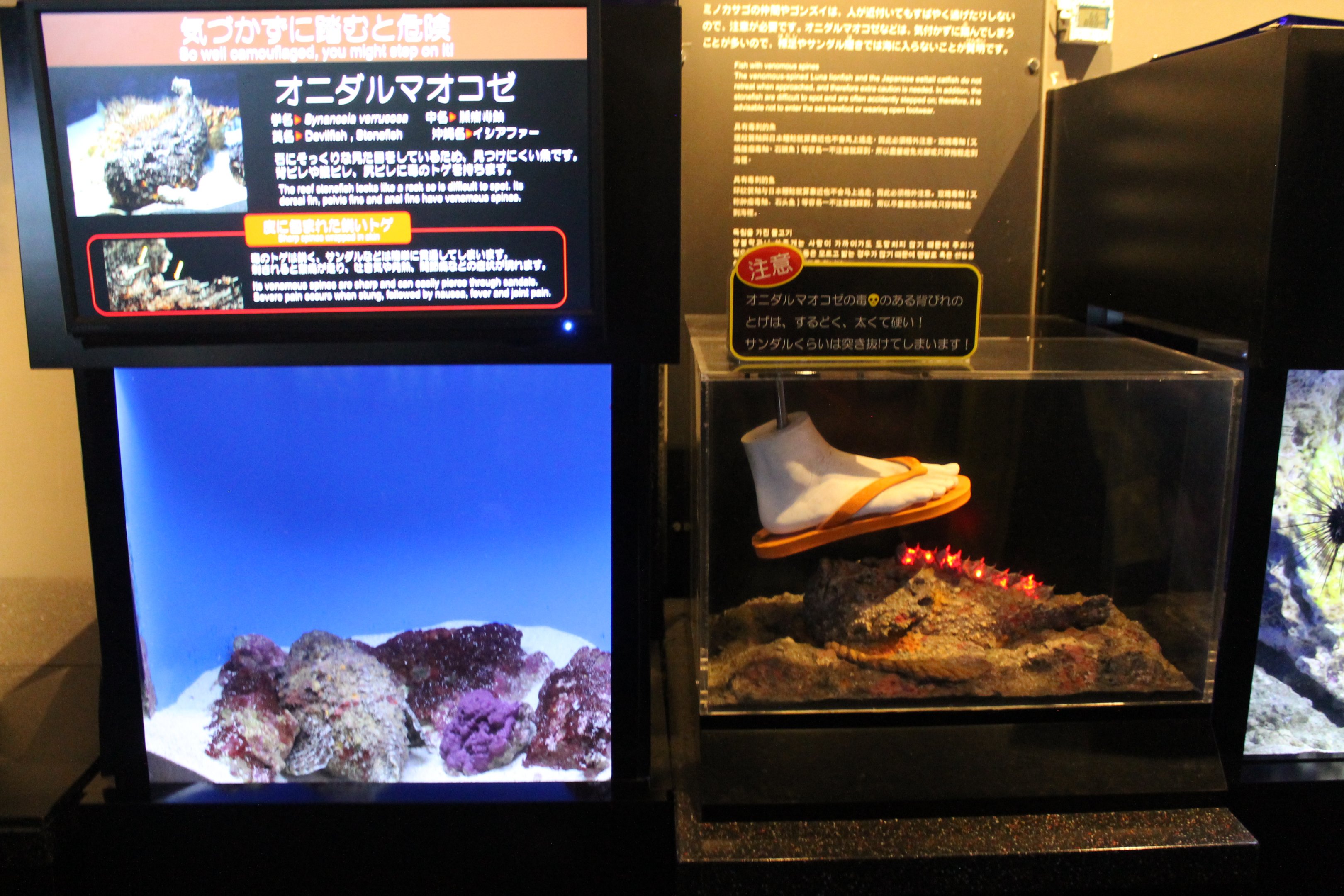 Venomous Creatures display - Stonefish
