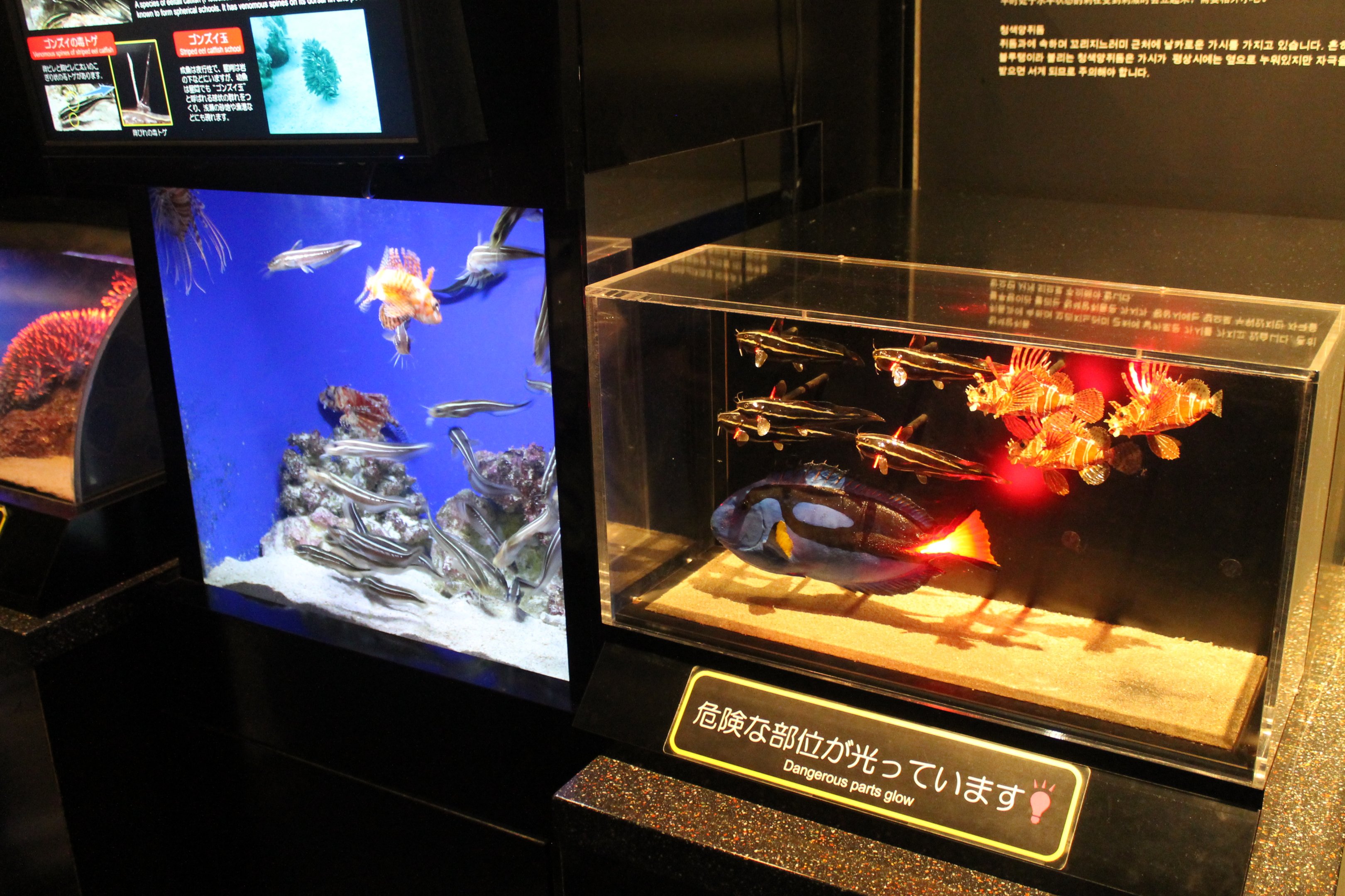 Venomous Creatures display