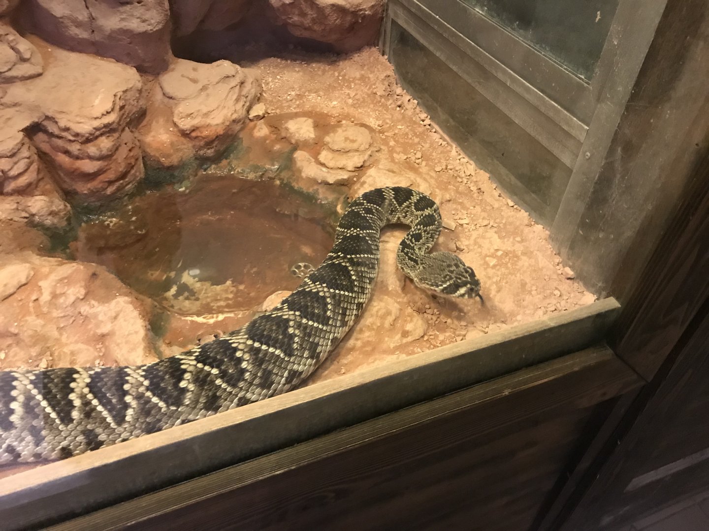 Venomous Creatures house - Eastern diamondback rattlesnake 171018