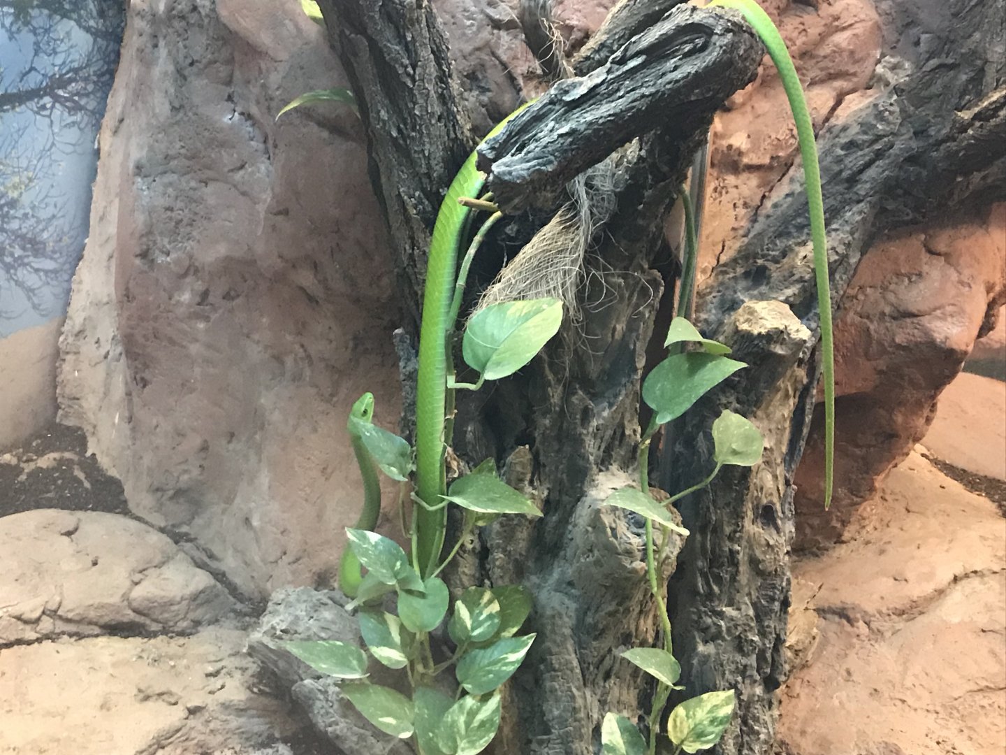 Venomous Creatures house - Eastern green mamba 171018