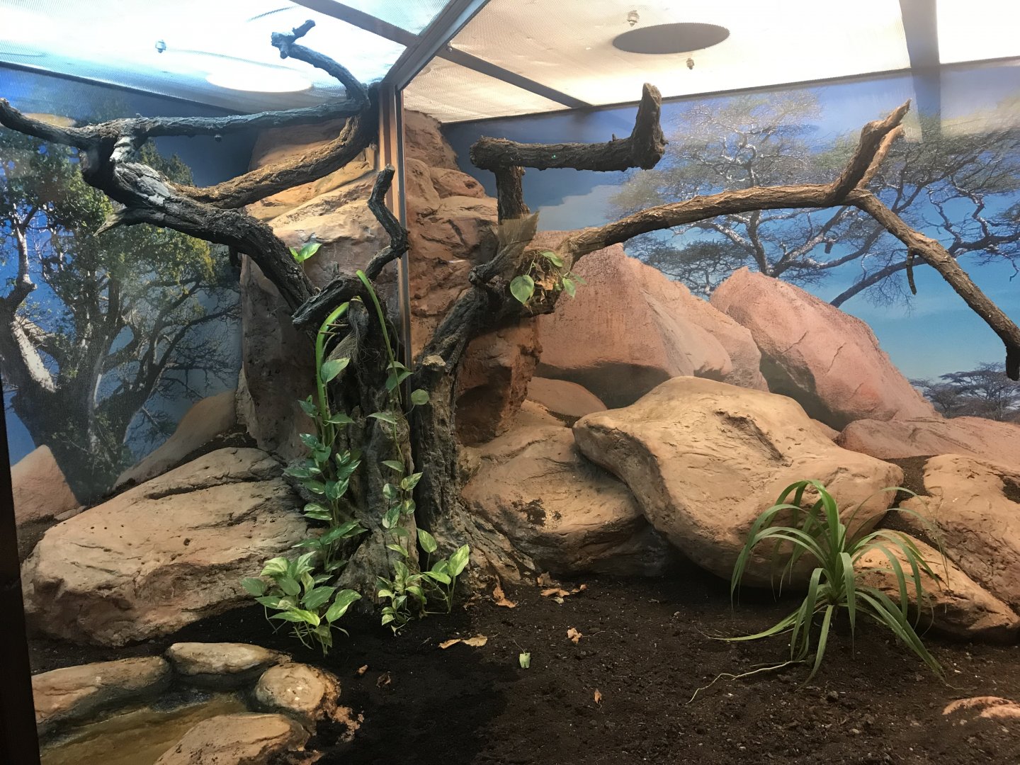 Venomous Creatures house - Eastern green mamba exhibit 171018