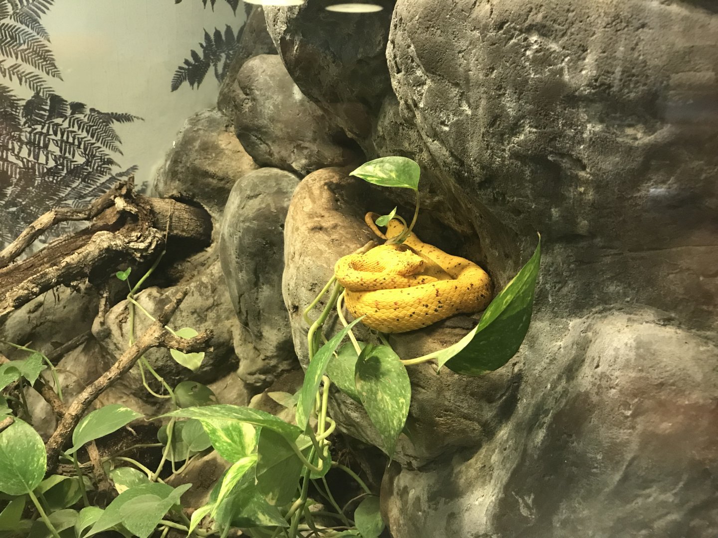 Venomous Creatures house - Eyelash viper 171018