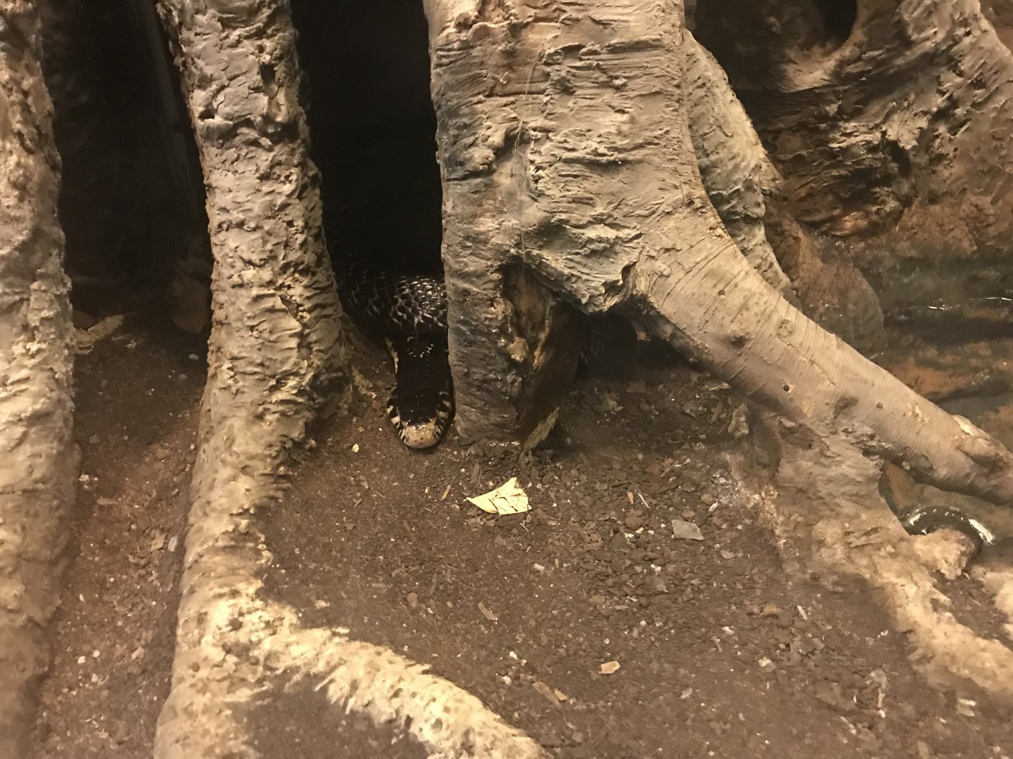 Venomous Creatures house - Forest cobra 171018