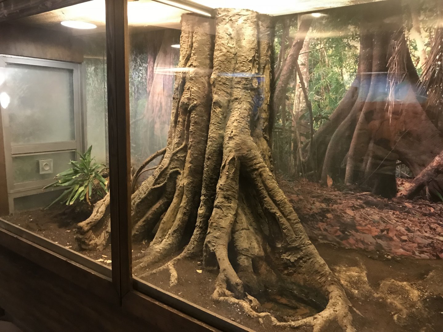 Venomous Creatures house - Forest cobra exhibit 171018