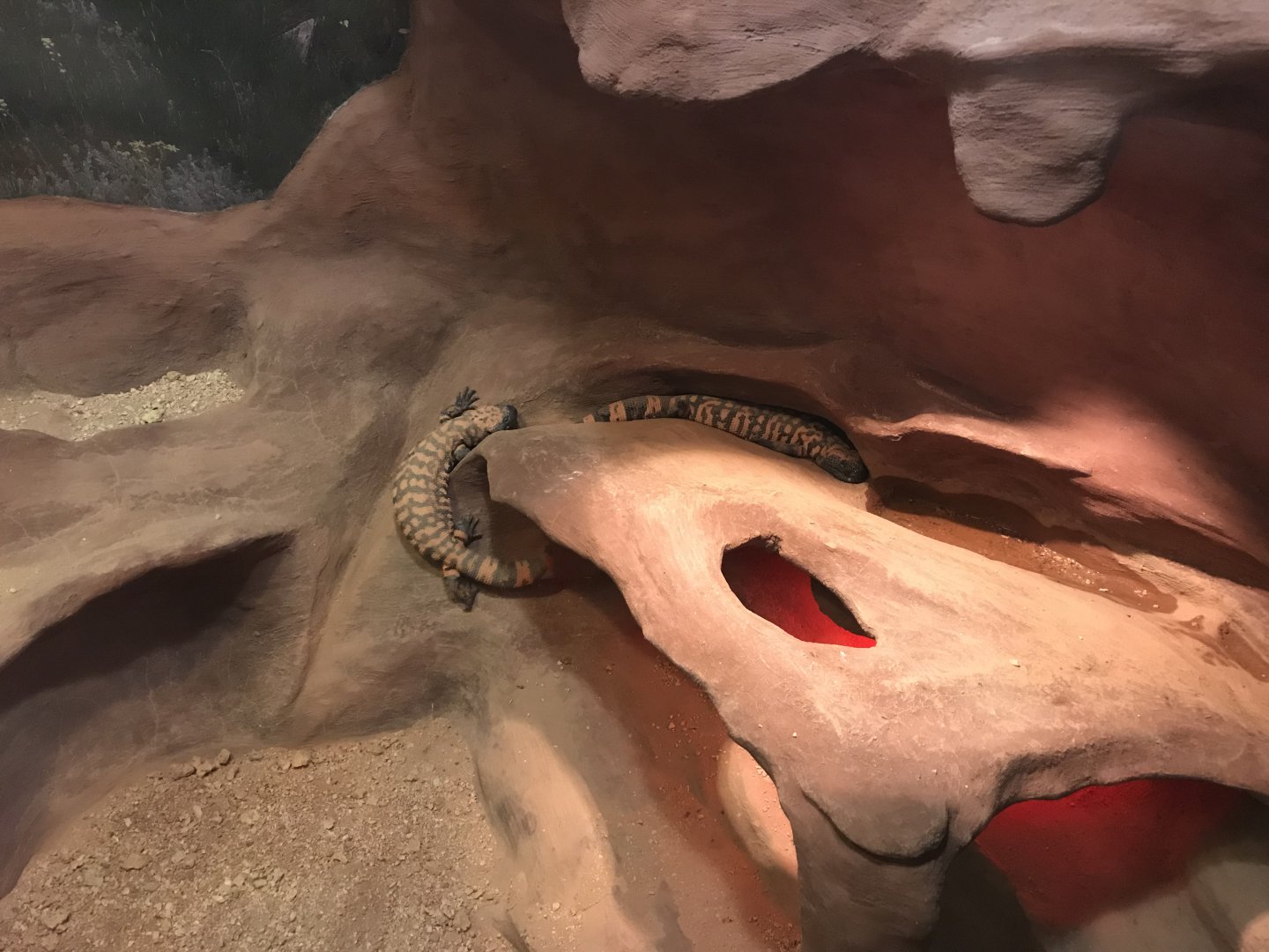 Venomous Creatures house - Gila monsters 171018