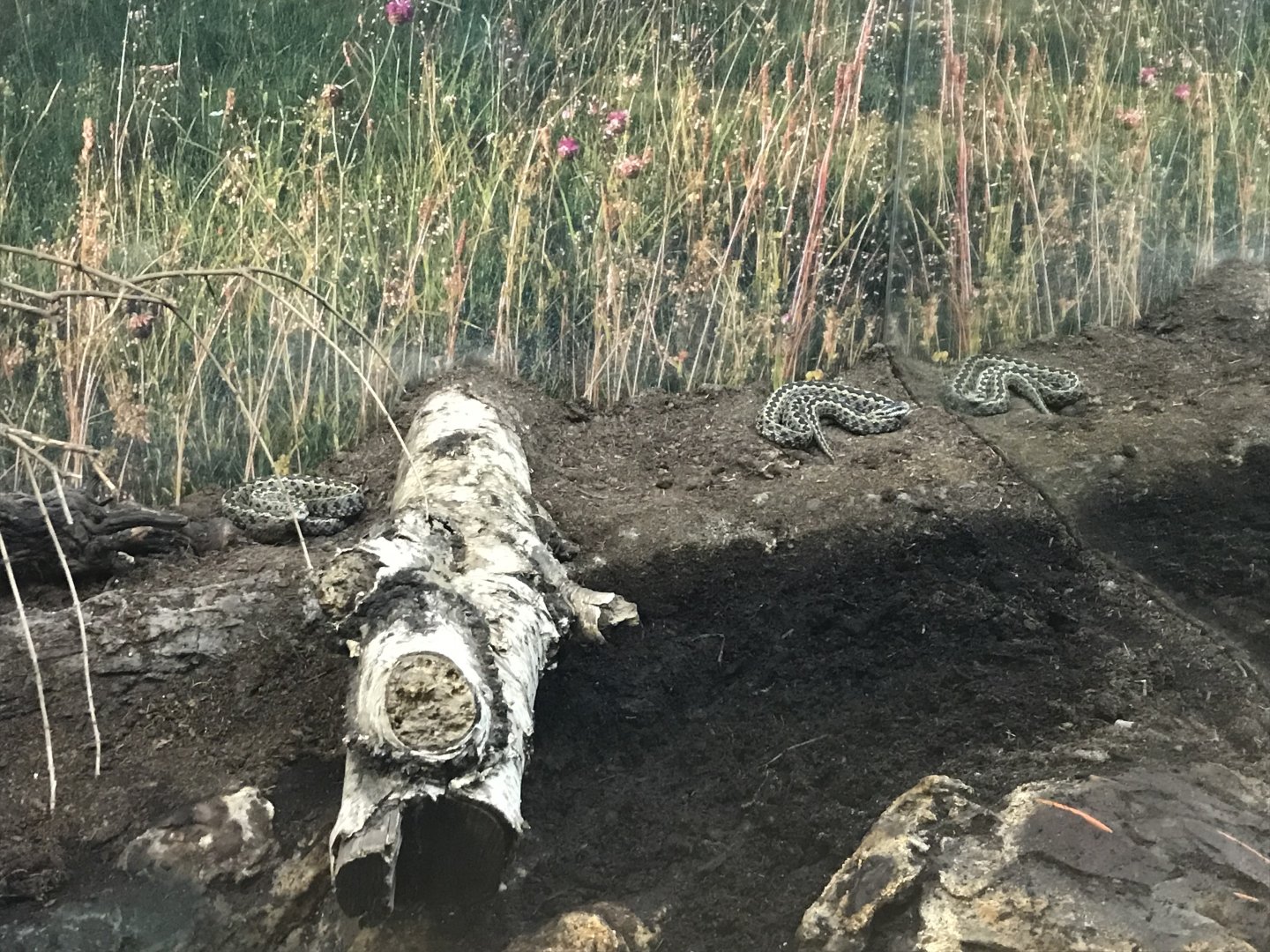 Venomous Creatures house - Hungarian meadow vipers 171018