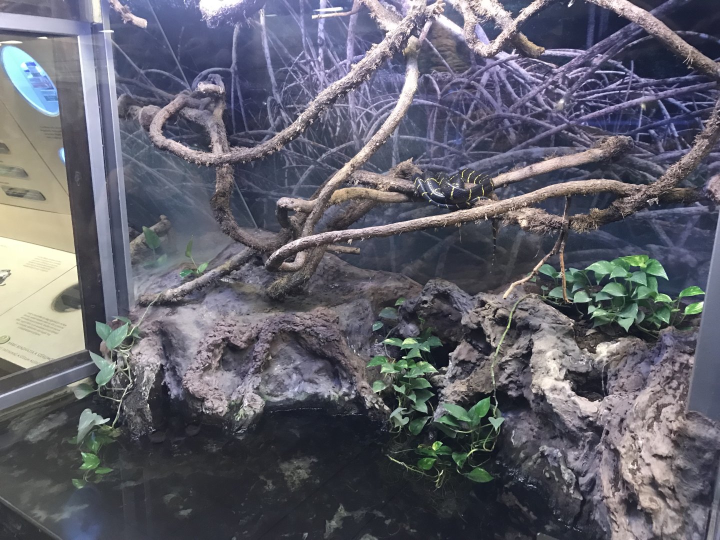 Venomous Creatures house - Mangrove snake 171018