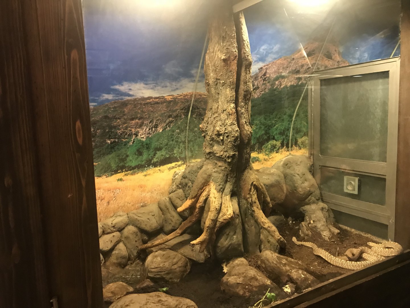 Venomous Creatures house - Uracoa rattlesnake 171018