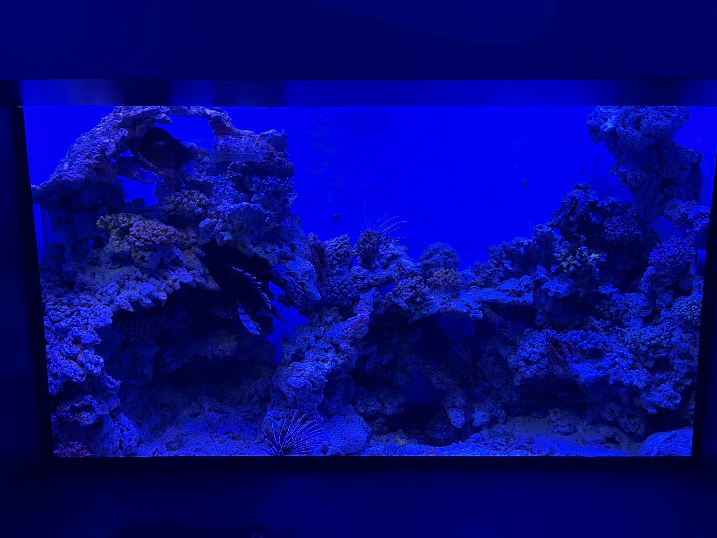 venomous fish aquarium - BX Sea