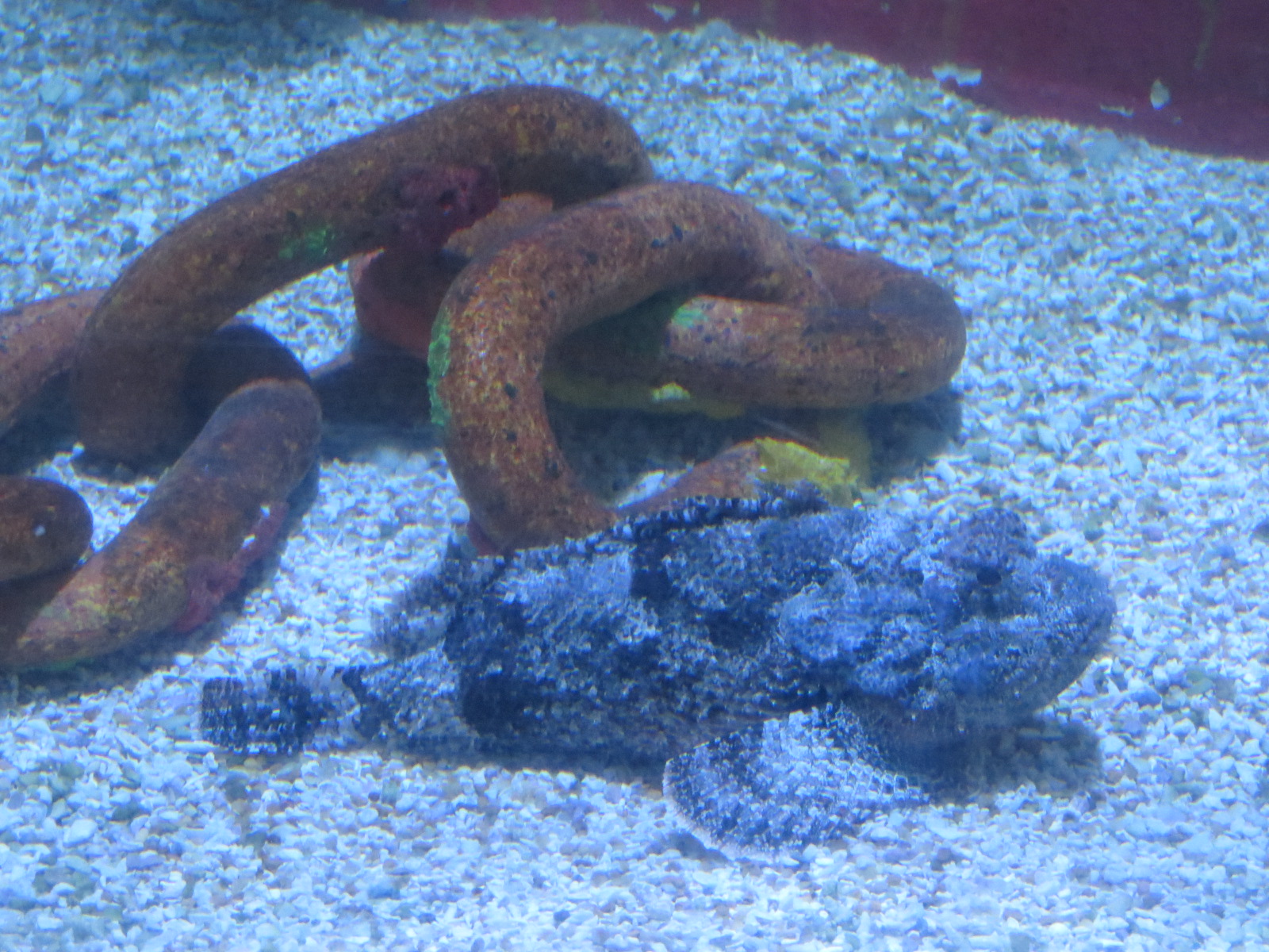 Venomous Fishes Exhibit - Spotted Scorpionfish