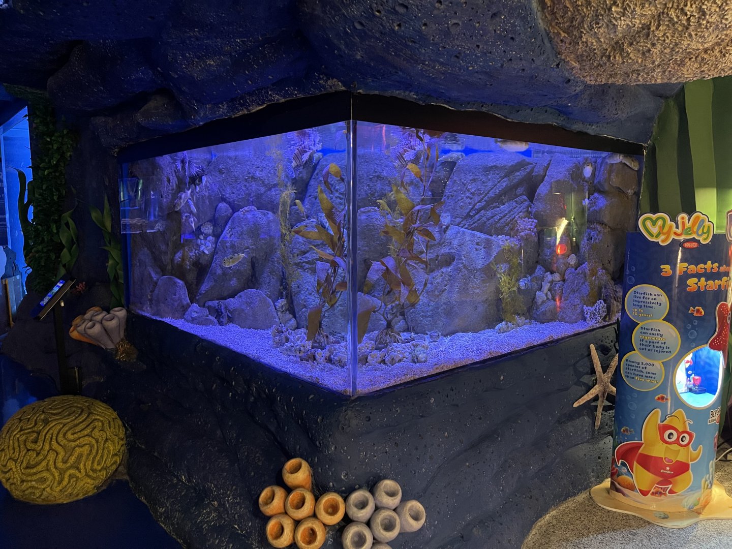 venomous fishes tank