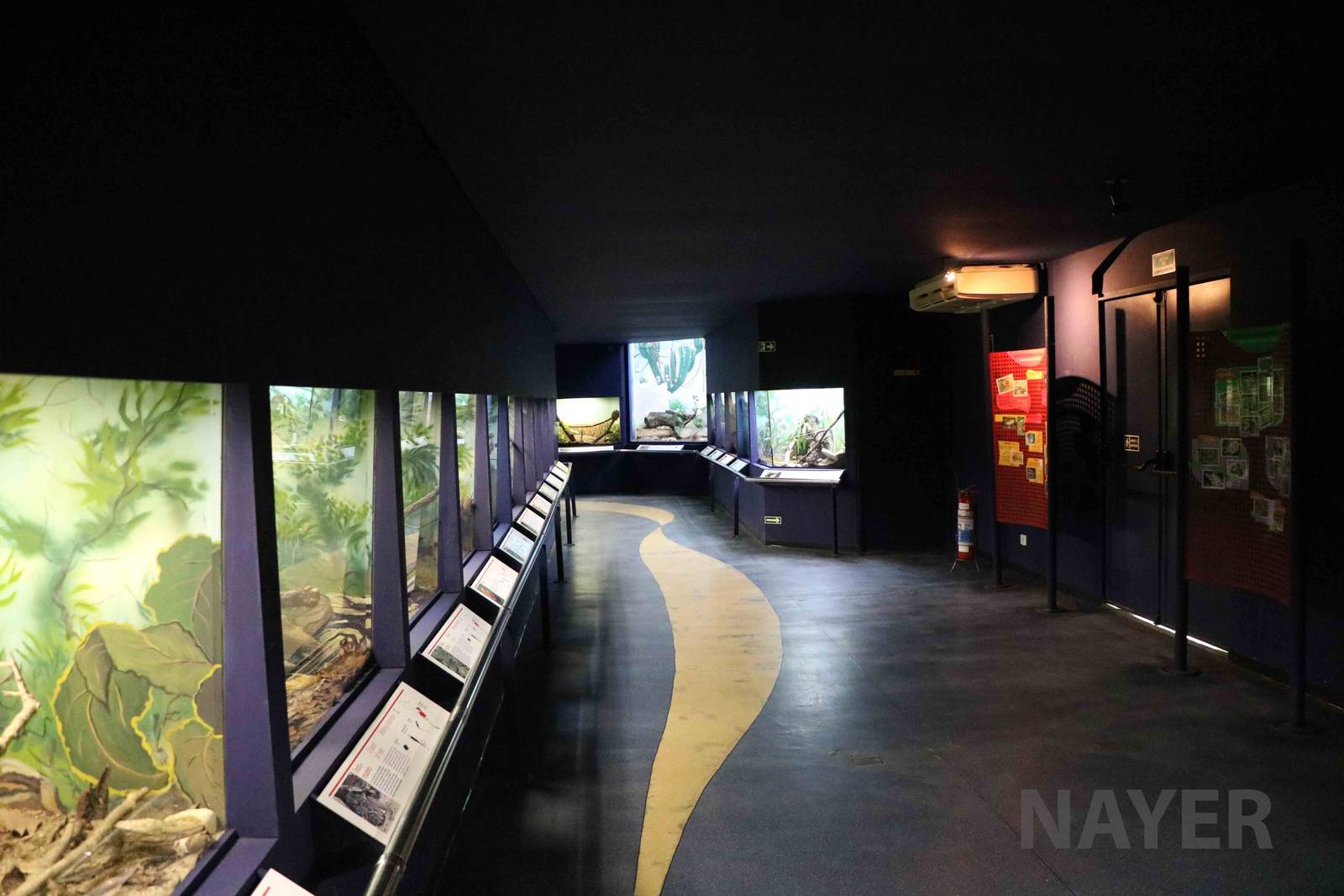 Venomous snake displays - Instituto Butantan, 2016