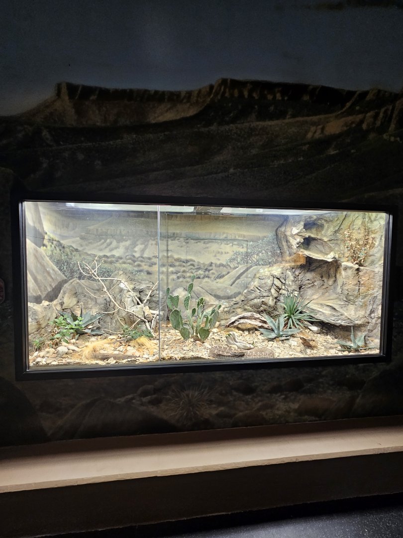 Venomous Snake Exhibits