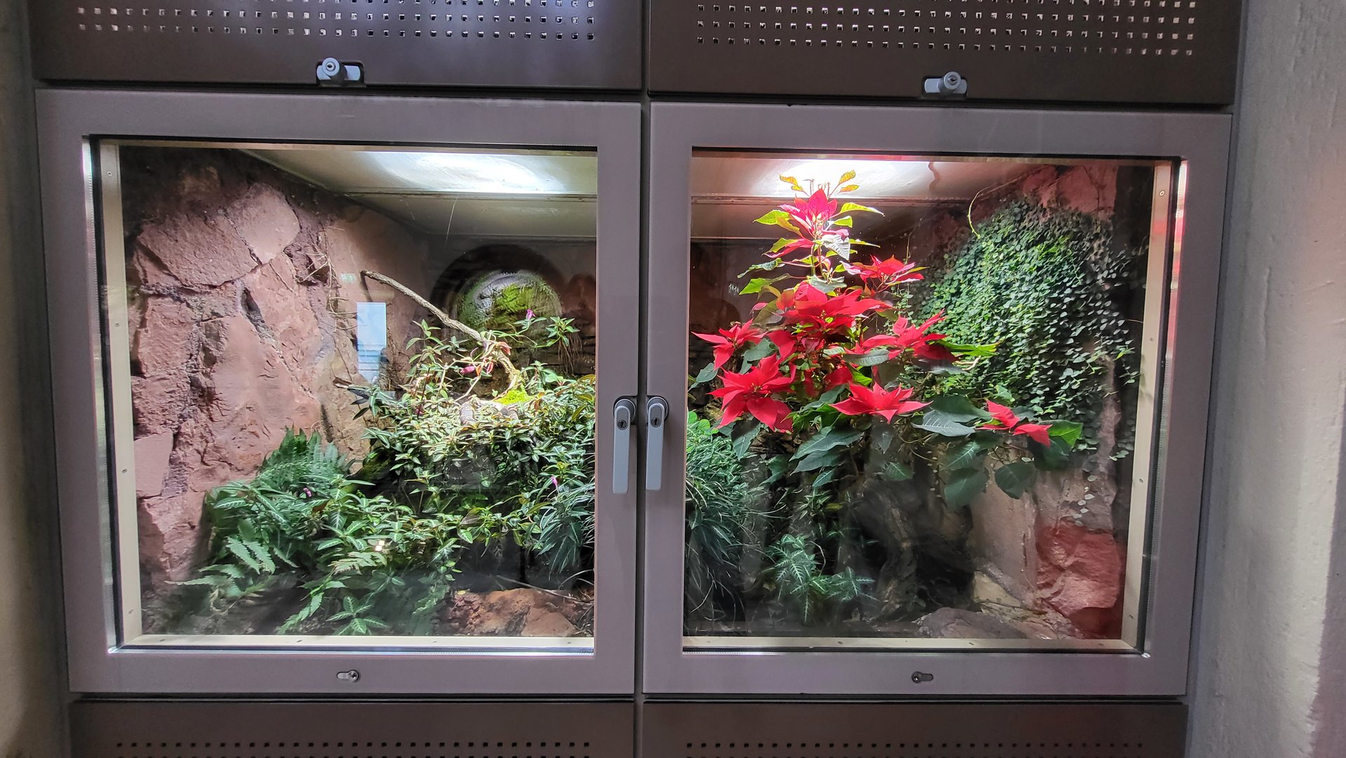 Venomous snake hall - Taylor's cantil exhibit