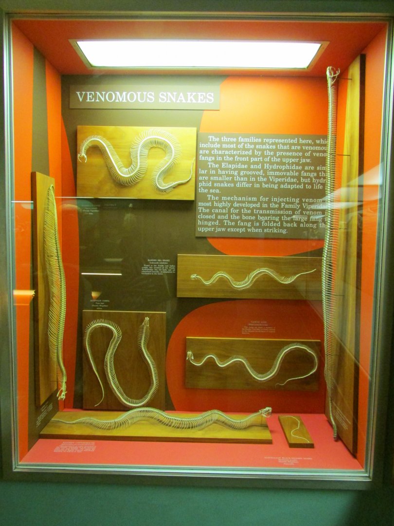 Venomous Snake Skeletons