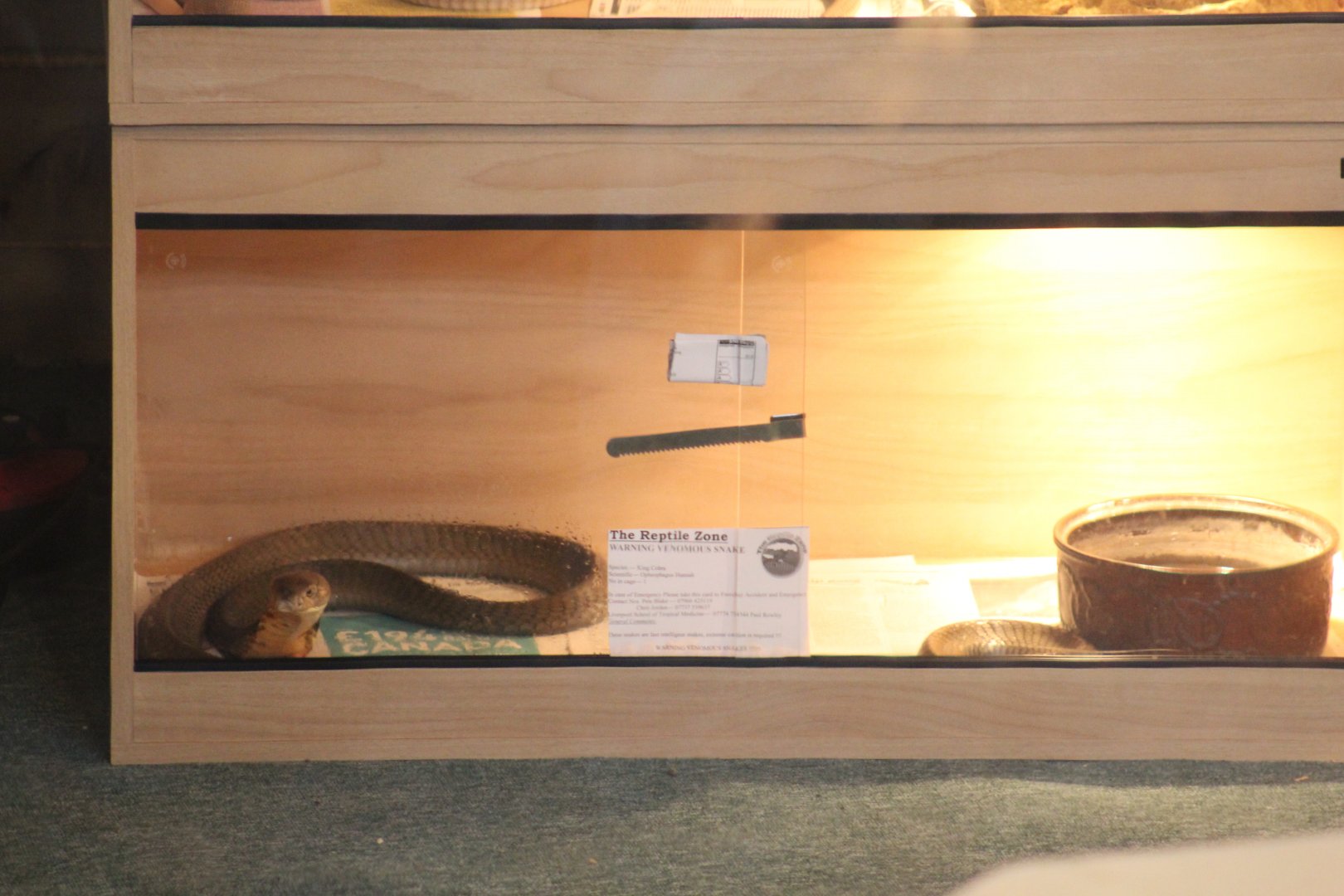 Venomous Snake Terrarium