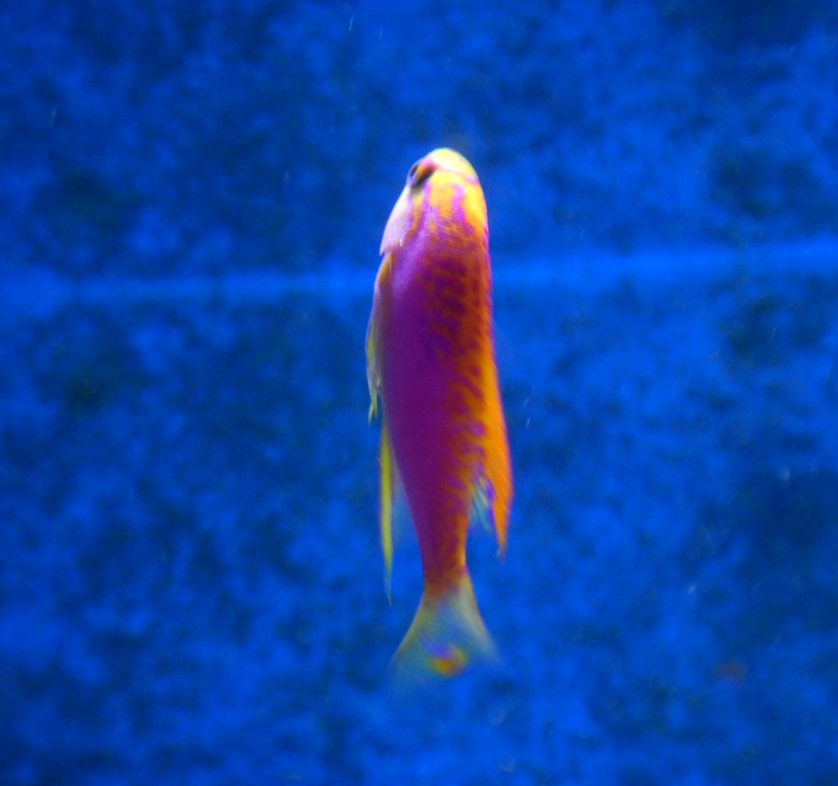 Ventralis Anthias
