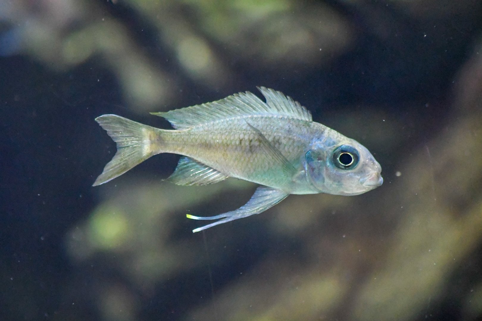Ventralis featherfin cichlid (Ophthalmotilapia ventralis)