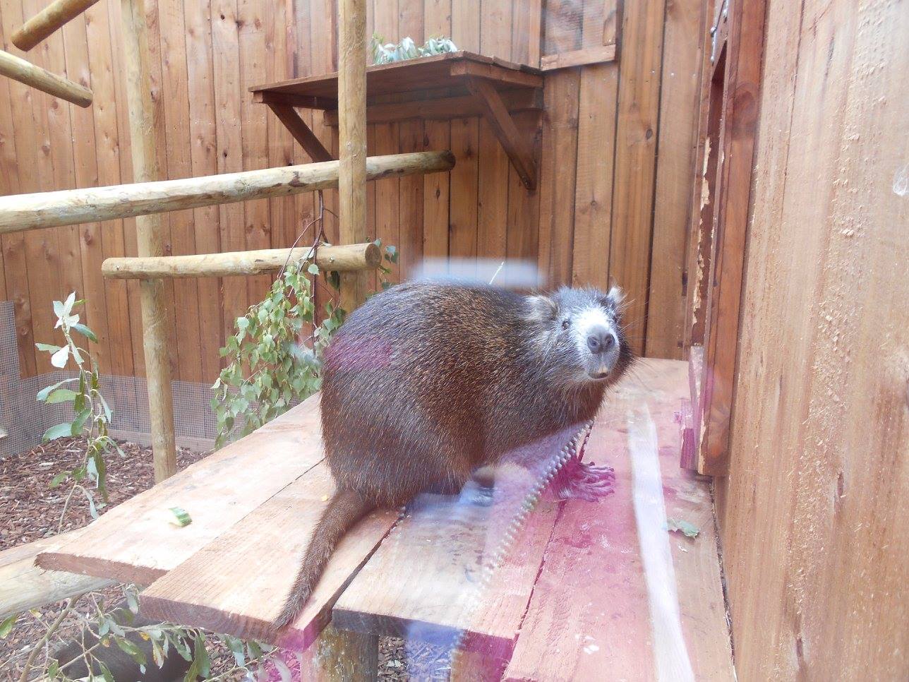 Ventura Wildlife Garden - 28/08/2016