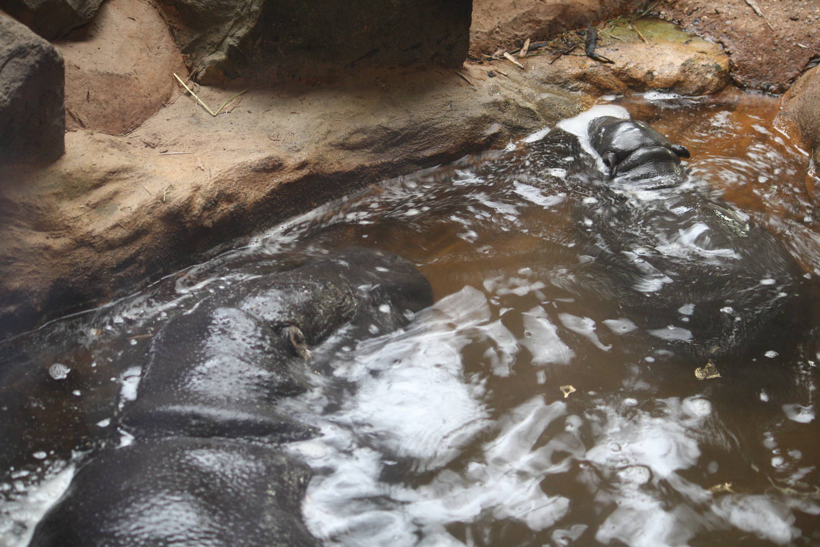 Venus and Ayo pygmy hippos 24 Jan 2010