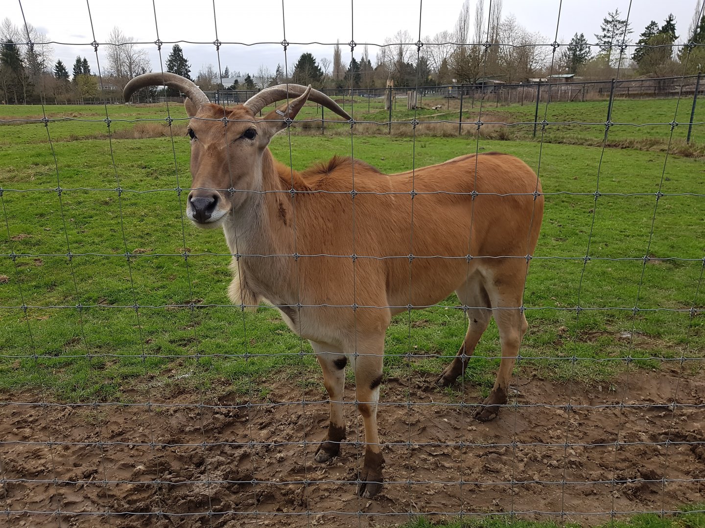 Venus (Common Eland)